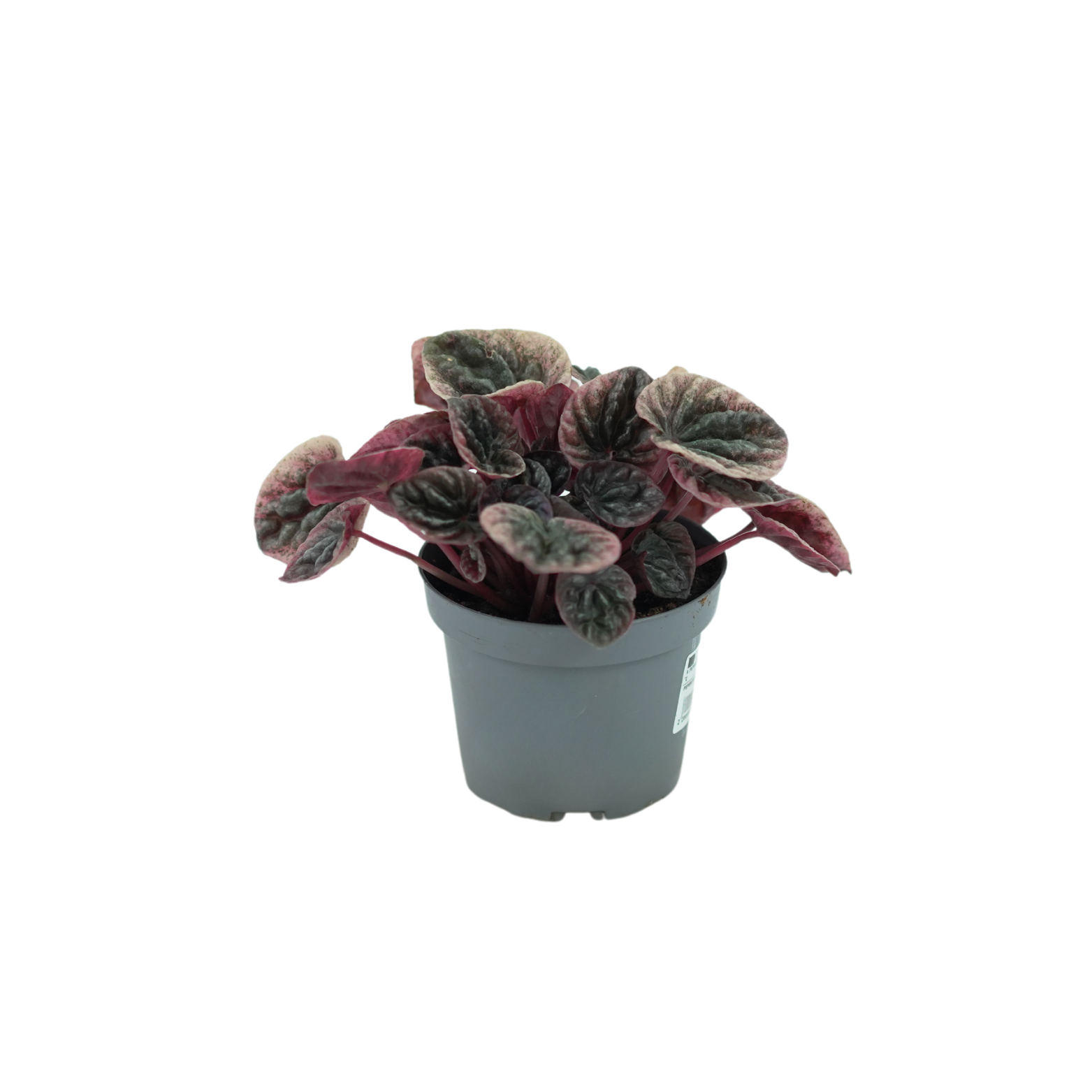 PEPEROMIA Pieprzówka