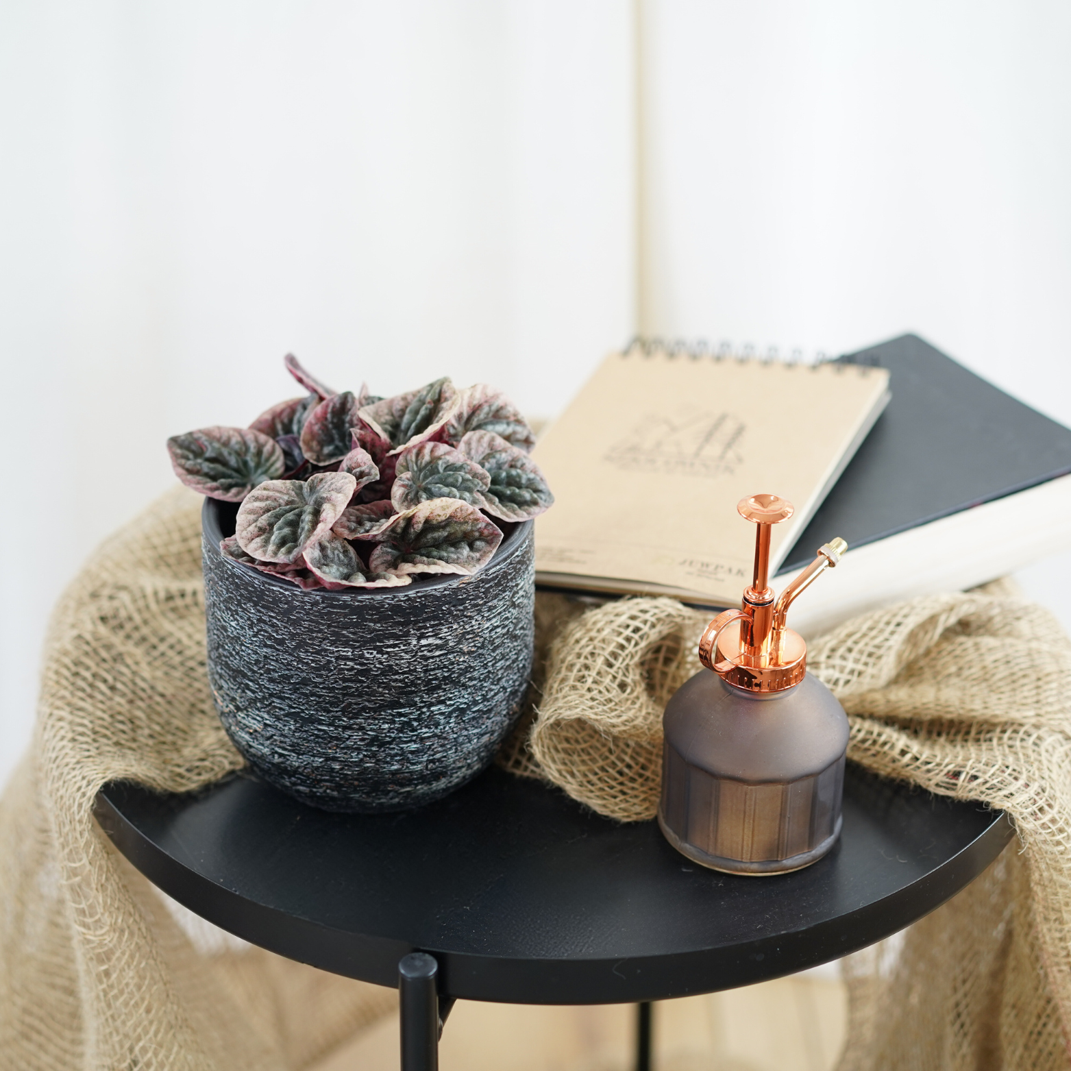 PEPEROMIA Pieprzówka