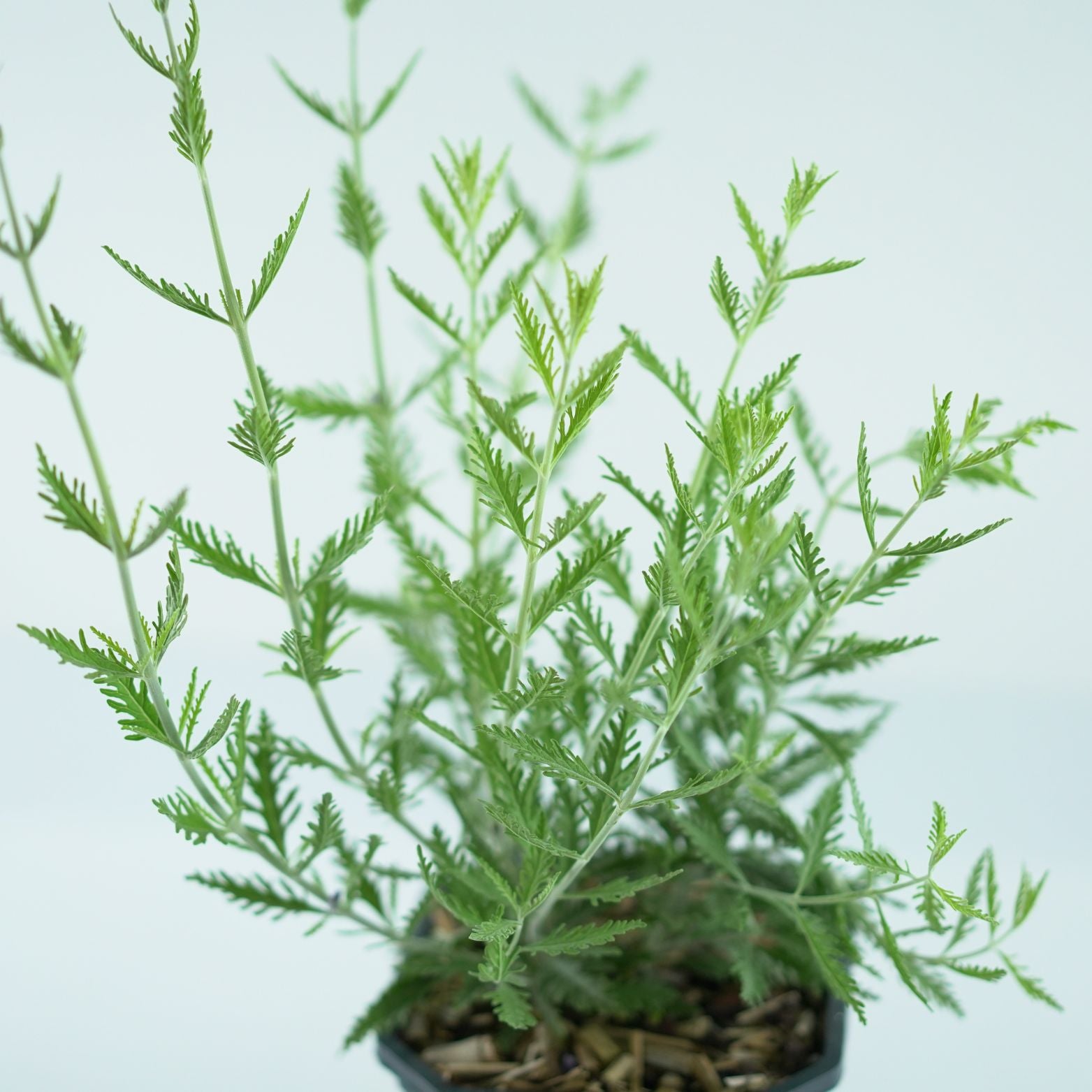 PEROVSKIA ATRIPLICIFOLIA 'Blue Spire' Perowskia łobodolistna