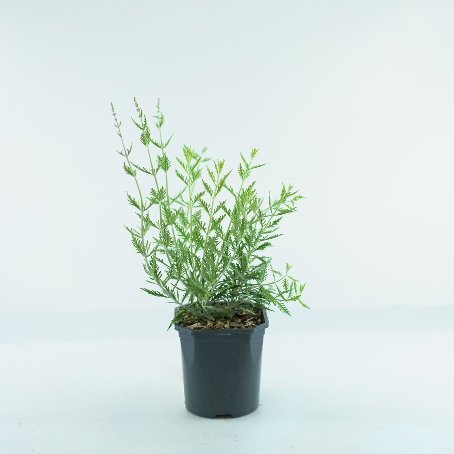 PEROVSKIA ATRIPLICIFOLIA 'Blue Spire' Perowskia łobodolistna