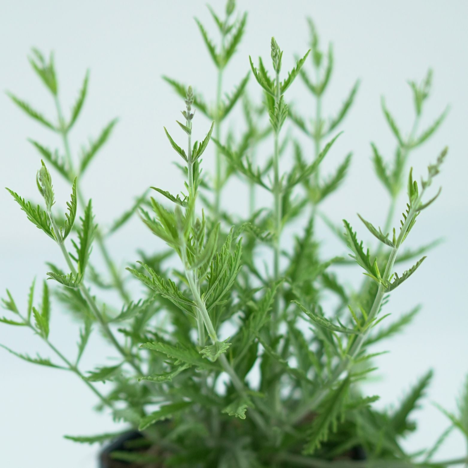 PEROVSKIA ATRIPLICIFOLIA 'Lacey Blue' Perowskia łobodolistna