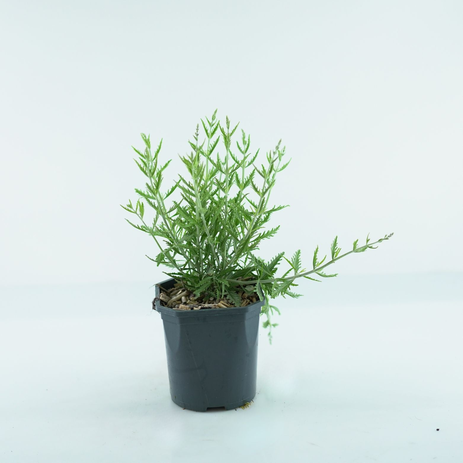 PEROVSKIA ATRIPLICIFOLIA 'Lacey Blue' Perowskia łobodolistna