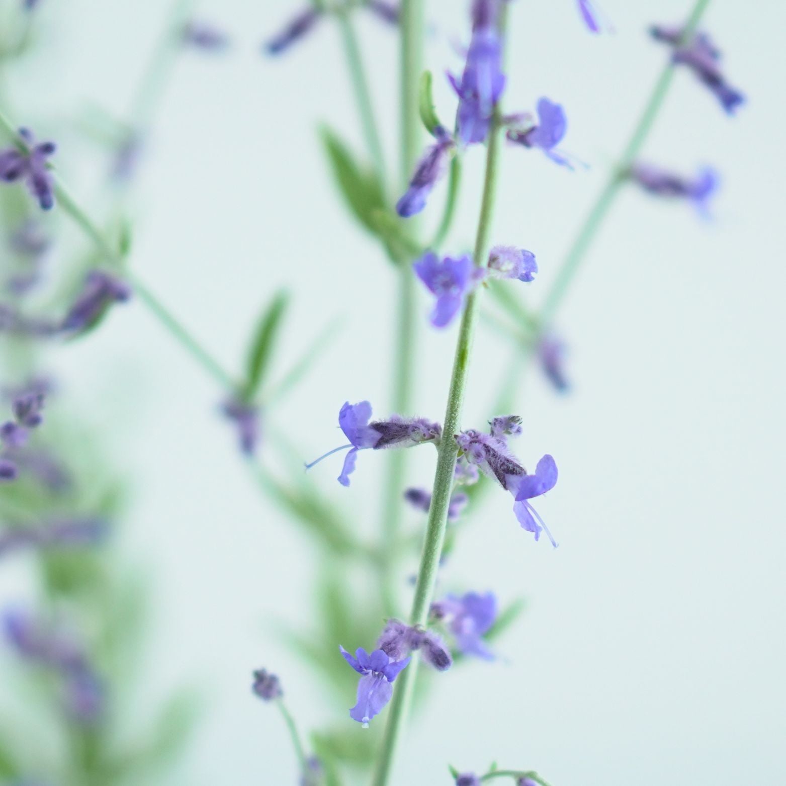 PEROVSKIA ATRIPLICIFOLIA 'Little Spire' Perowskia łobodolistna