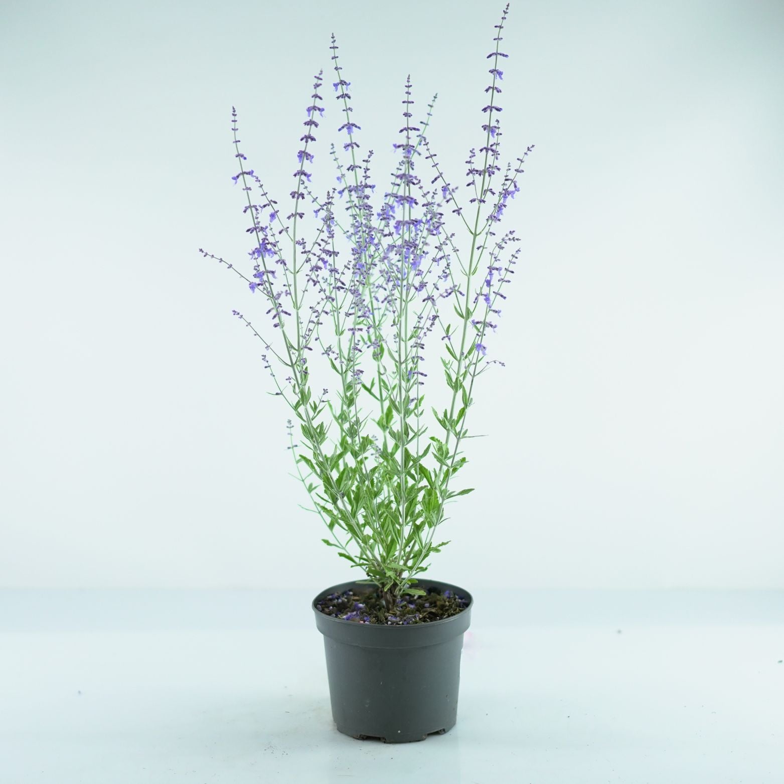 PEROVSKIA ATRIPLICIFOLIA 'Little Spire' Perowskia łobodolistna
