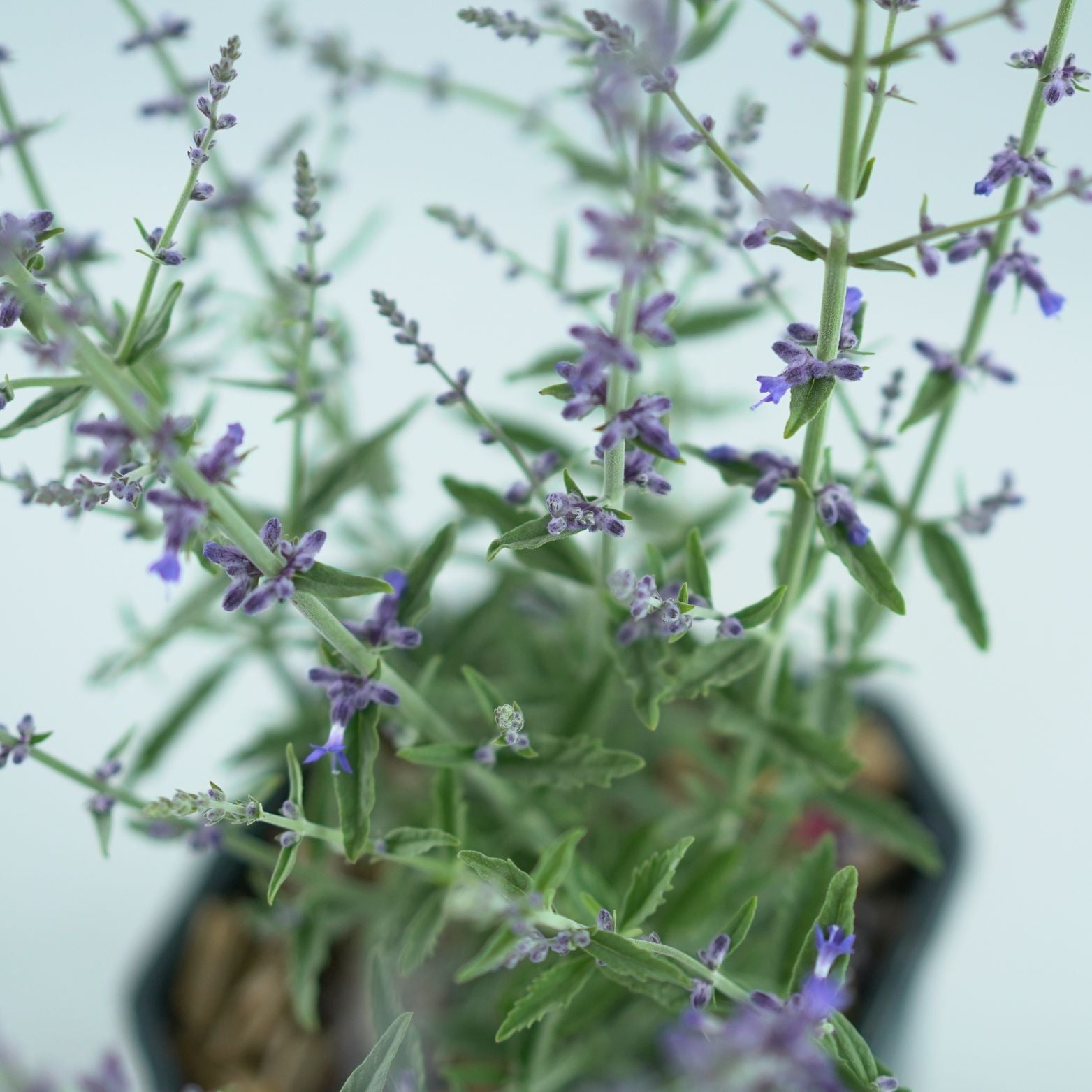 PEROVSKIA ATRIPLICIFOLIA 'Prime Time' Perowskia łobodolistna