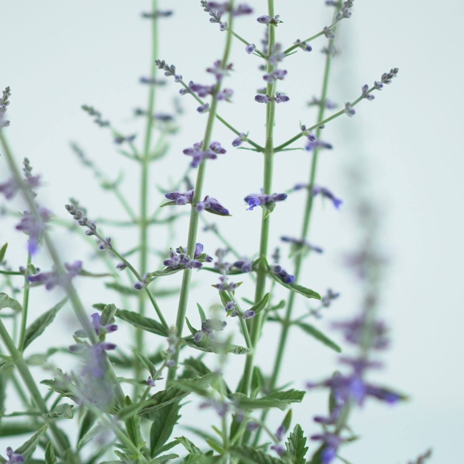 PEROVSKIA ATRIPLICIFOLIA 'Prime Time' Perowskia łobodolistna