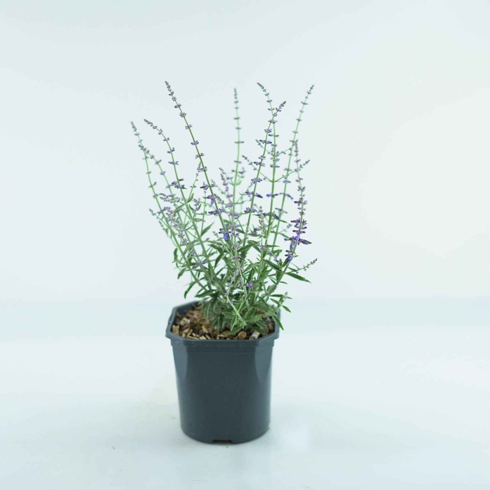 PEROVSKIA ATRIPLICIFOLIA 'Prime Time' Perowskia łobodolistna