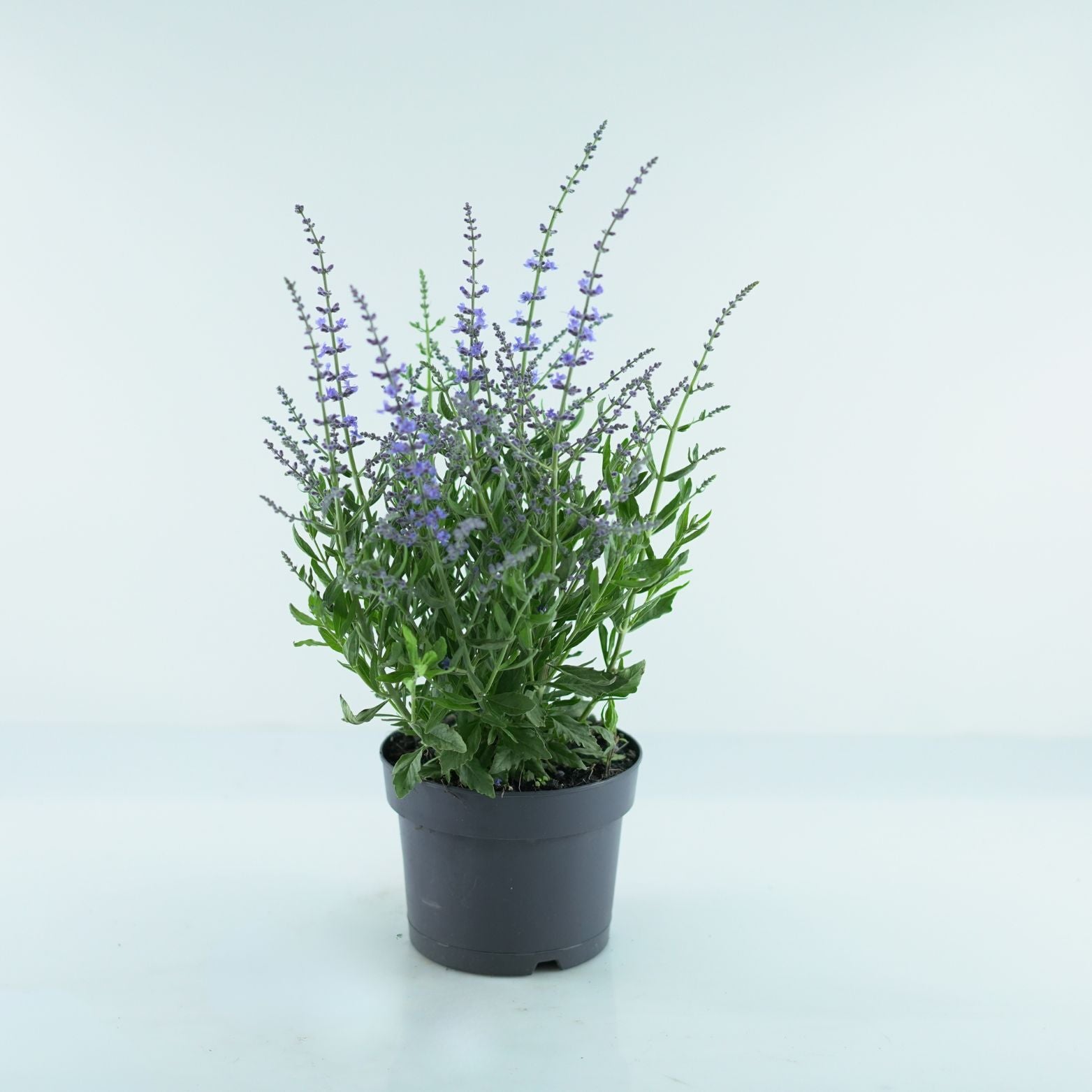 PEROVSKIA ATRIPLICIFOLIA 'BLUESETTE' Perowskia łobodolistna