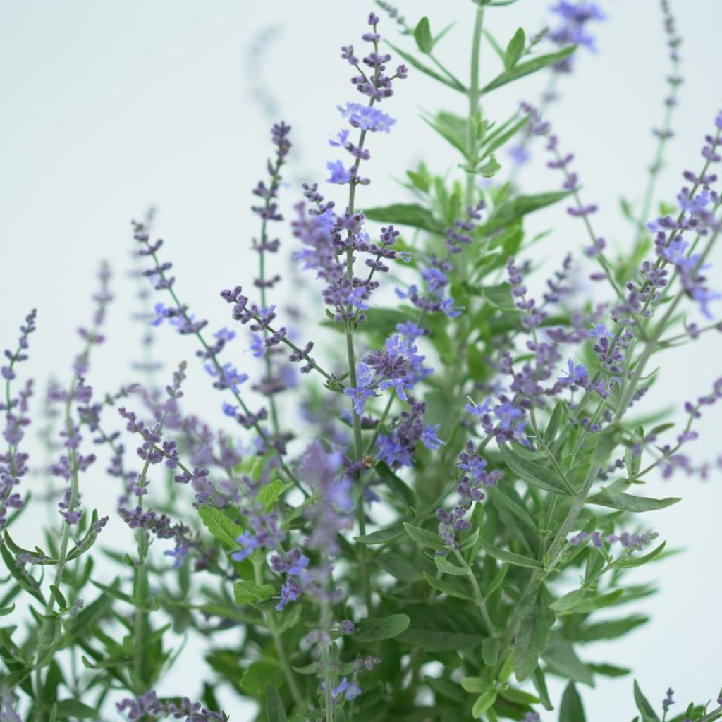 PEROVSKIA ATRIPLICIFOLIA 'BLUESETTE' Perowskia łobodolistna