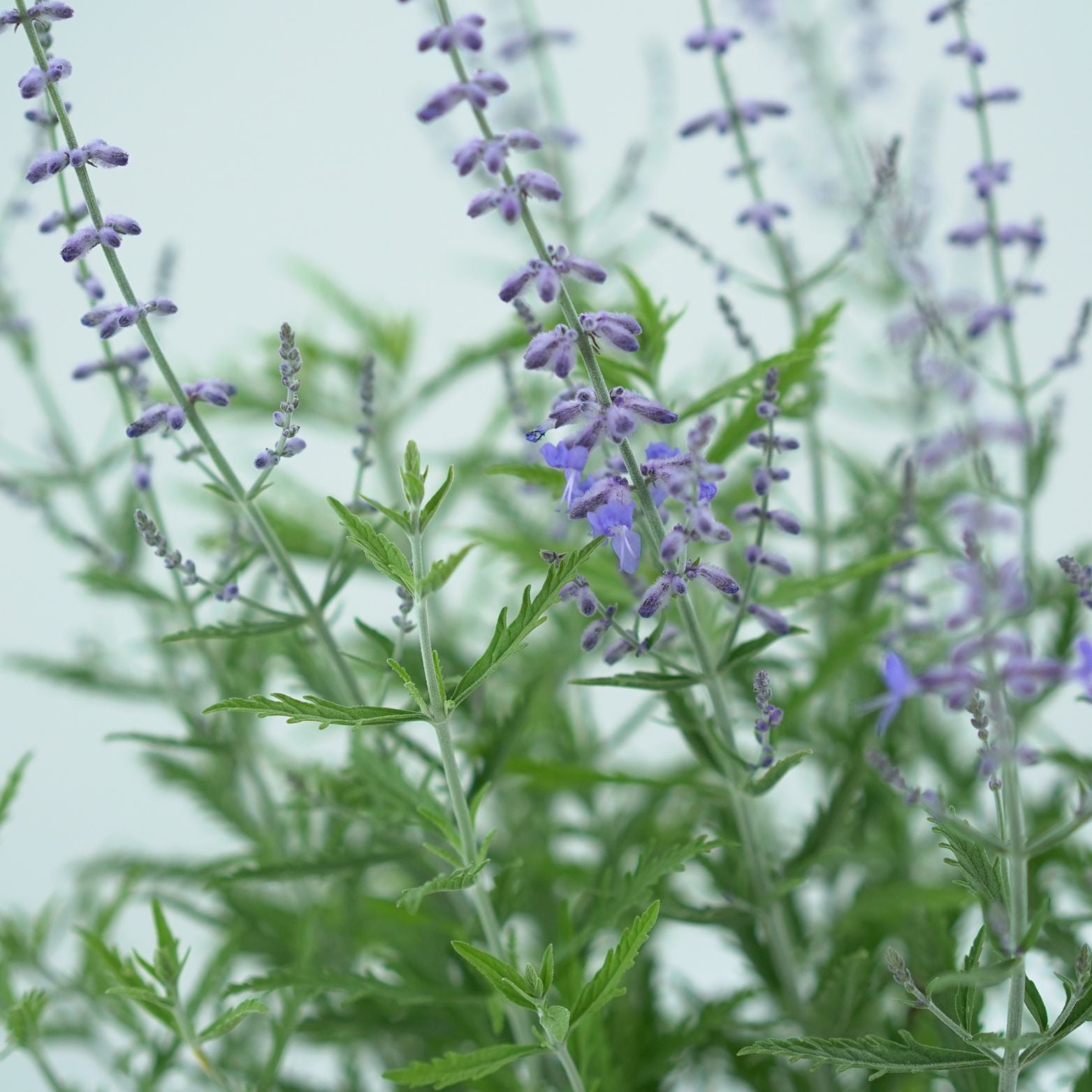 PEROVSKIA ATRIPLICIFOLIA Perowskia łobodolistna