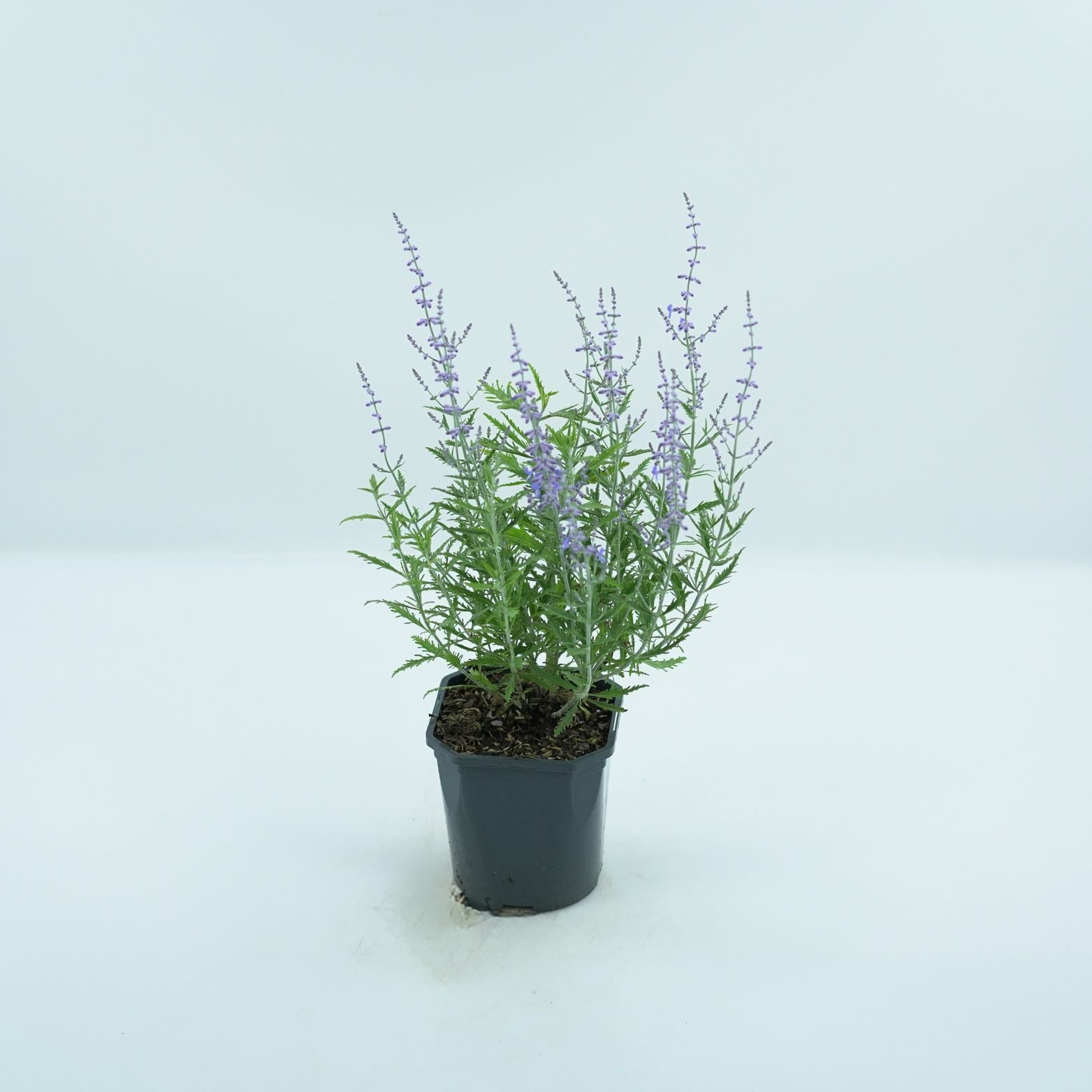 PEROVSKIA ATRIPLICIFOLIA Perowskia łobodolistna