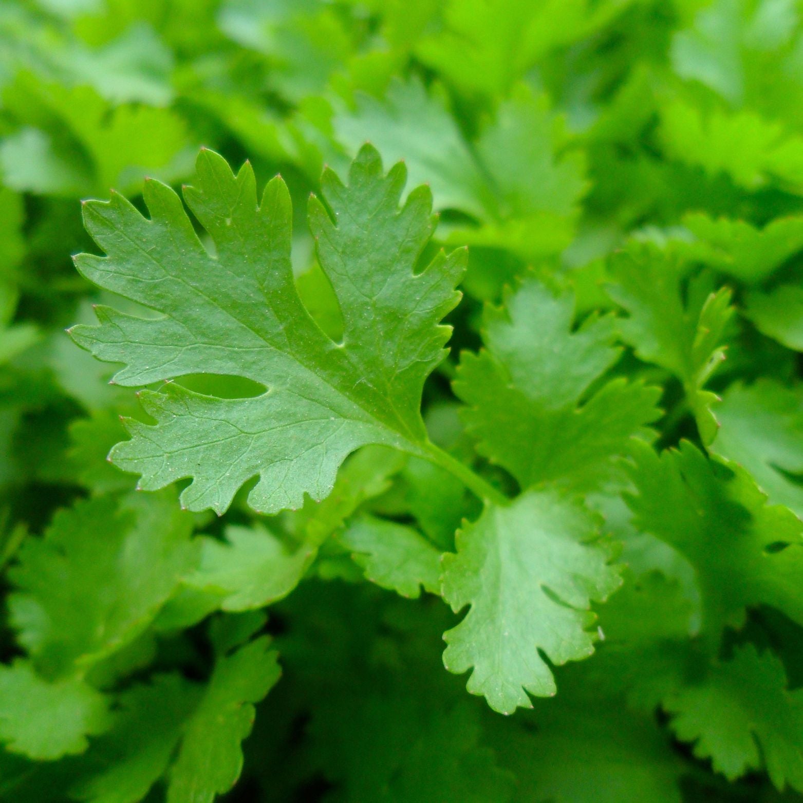 PETROSELINUM CRISPUM Pietruszka zwyczajna
