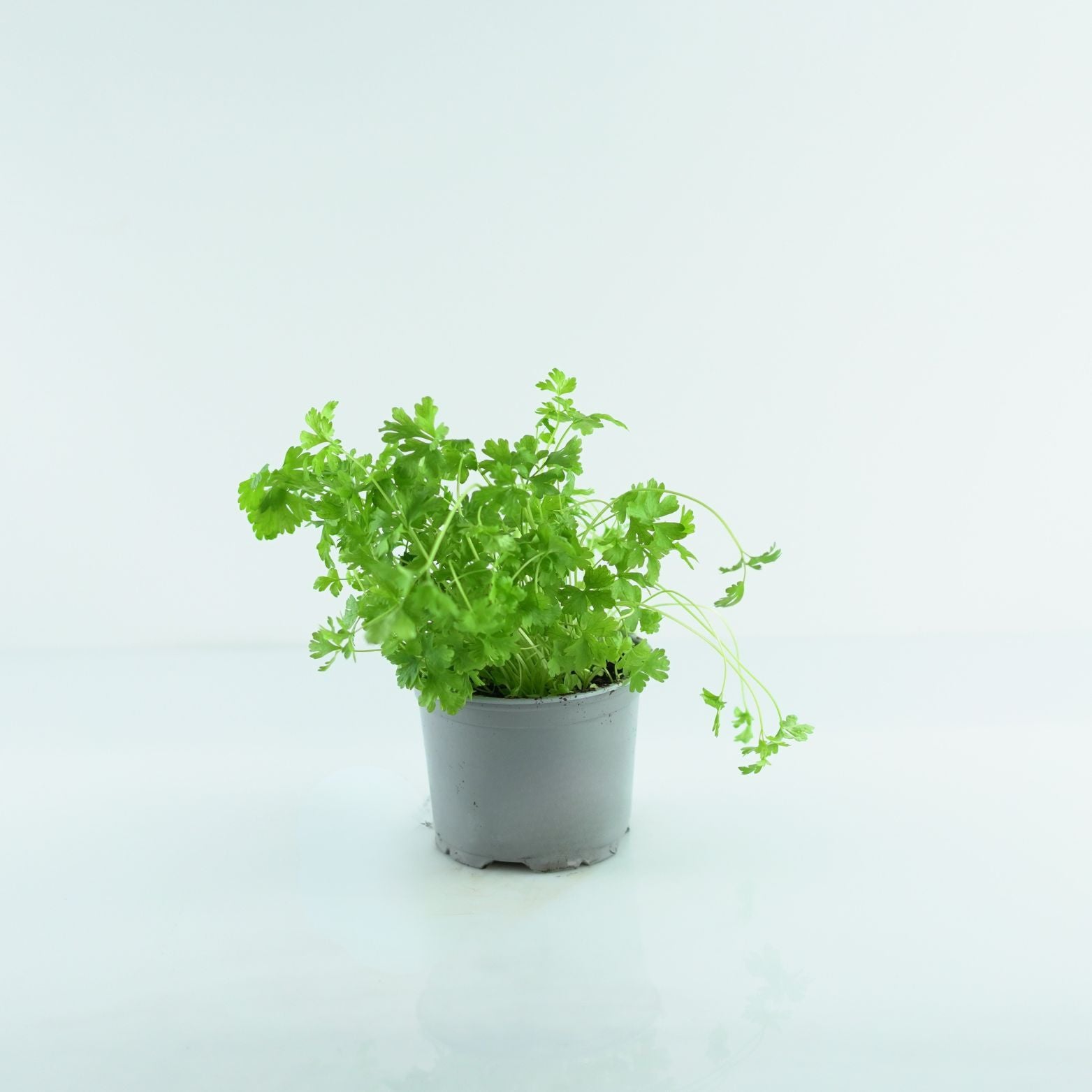 PETROSELINUM CRISPUM Pietruszka zwyczajna