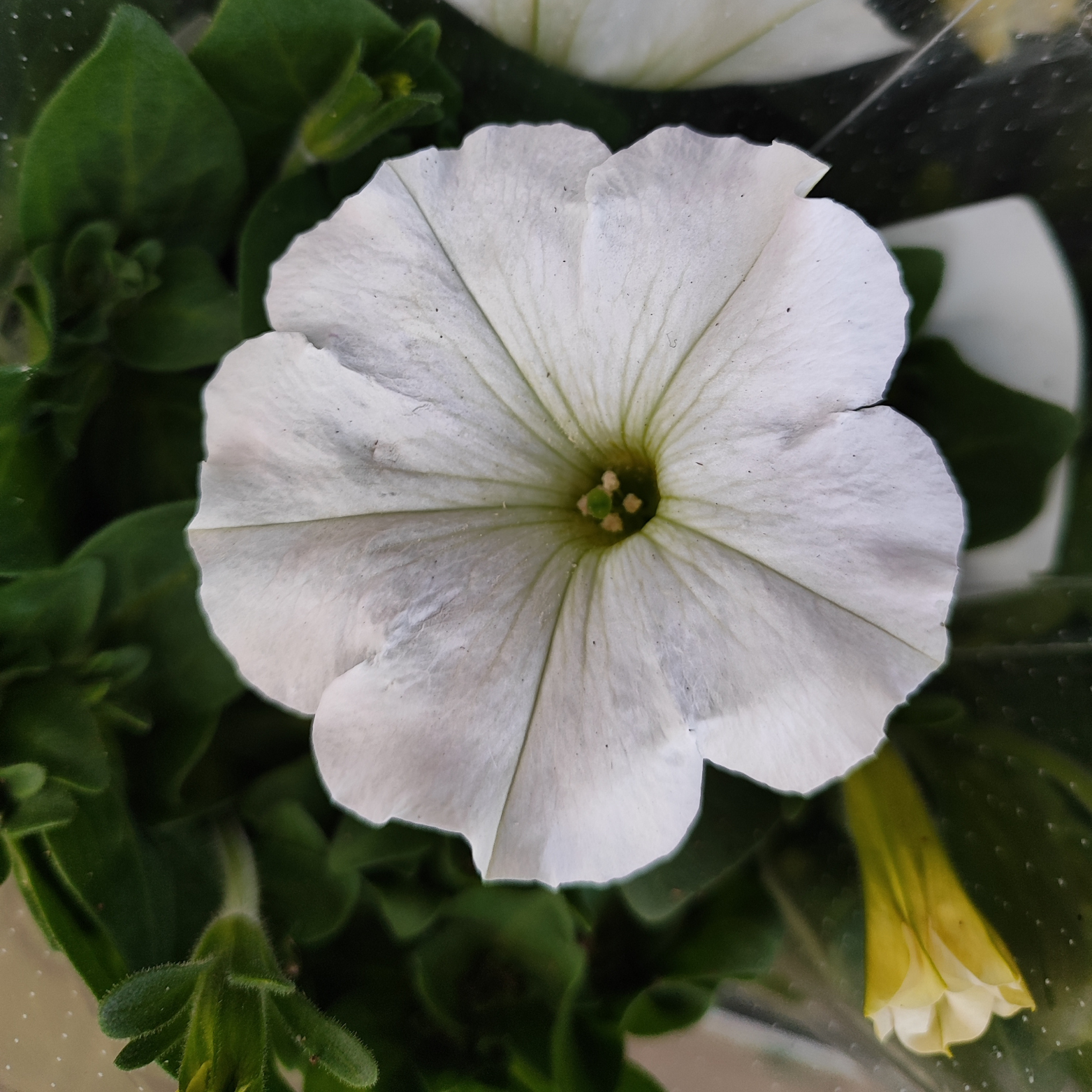 PETUNIA Petunia zwisająca, Surfinia