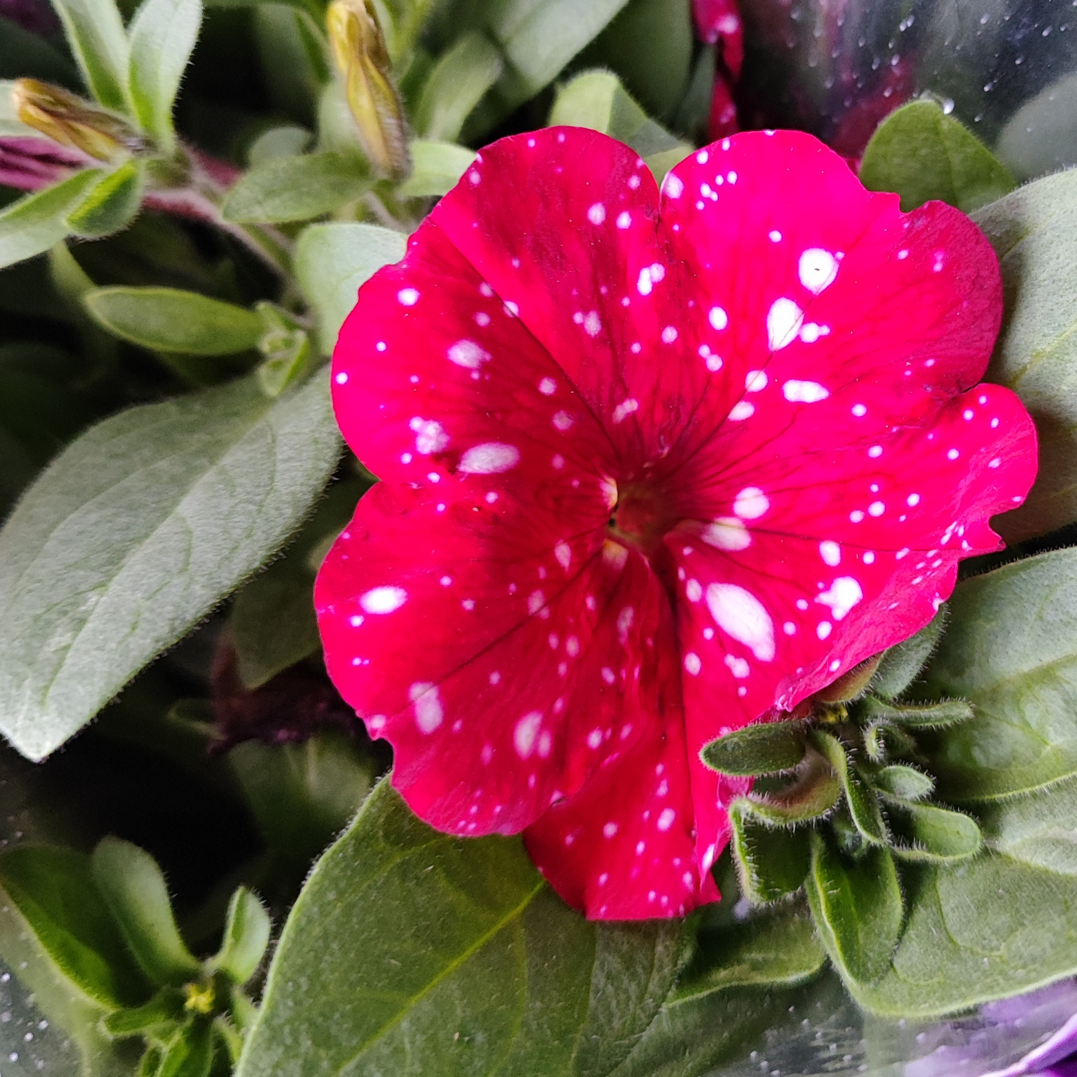 PETUNIA Petunia zwisająca, Surfinia