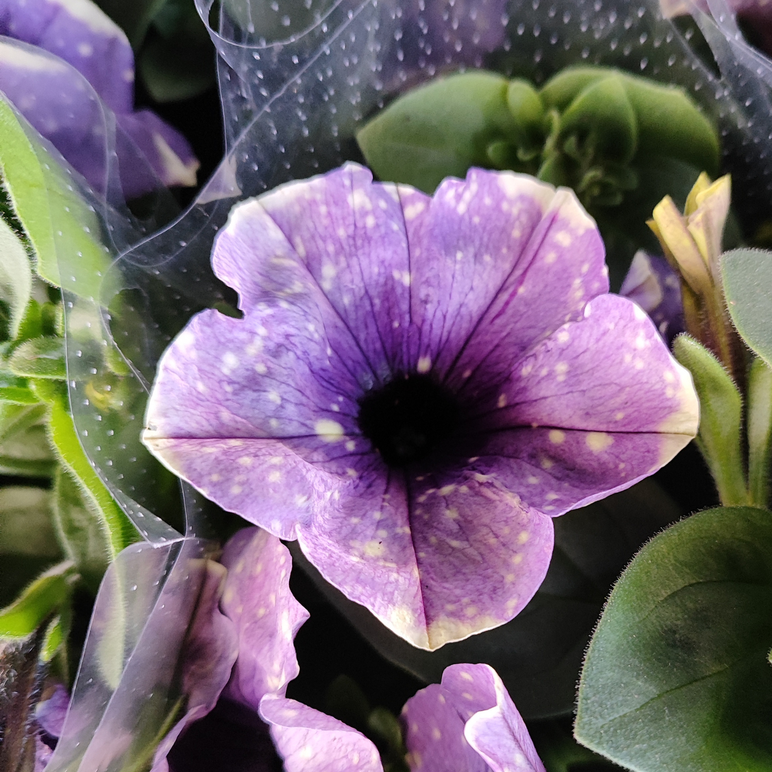 PETUNIA Petunia zwisająca, Surfinia