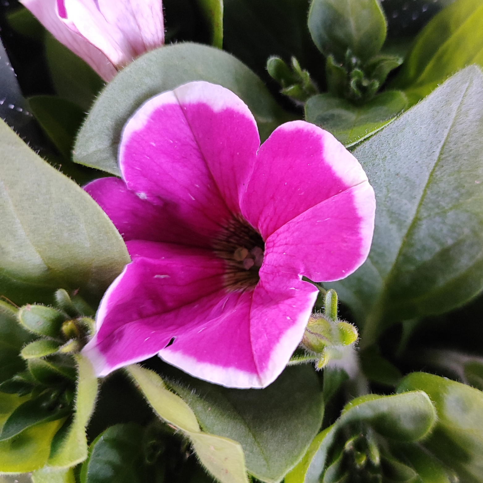PETUNIA Petunia zwisająca, Surfinia