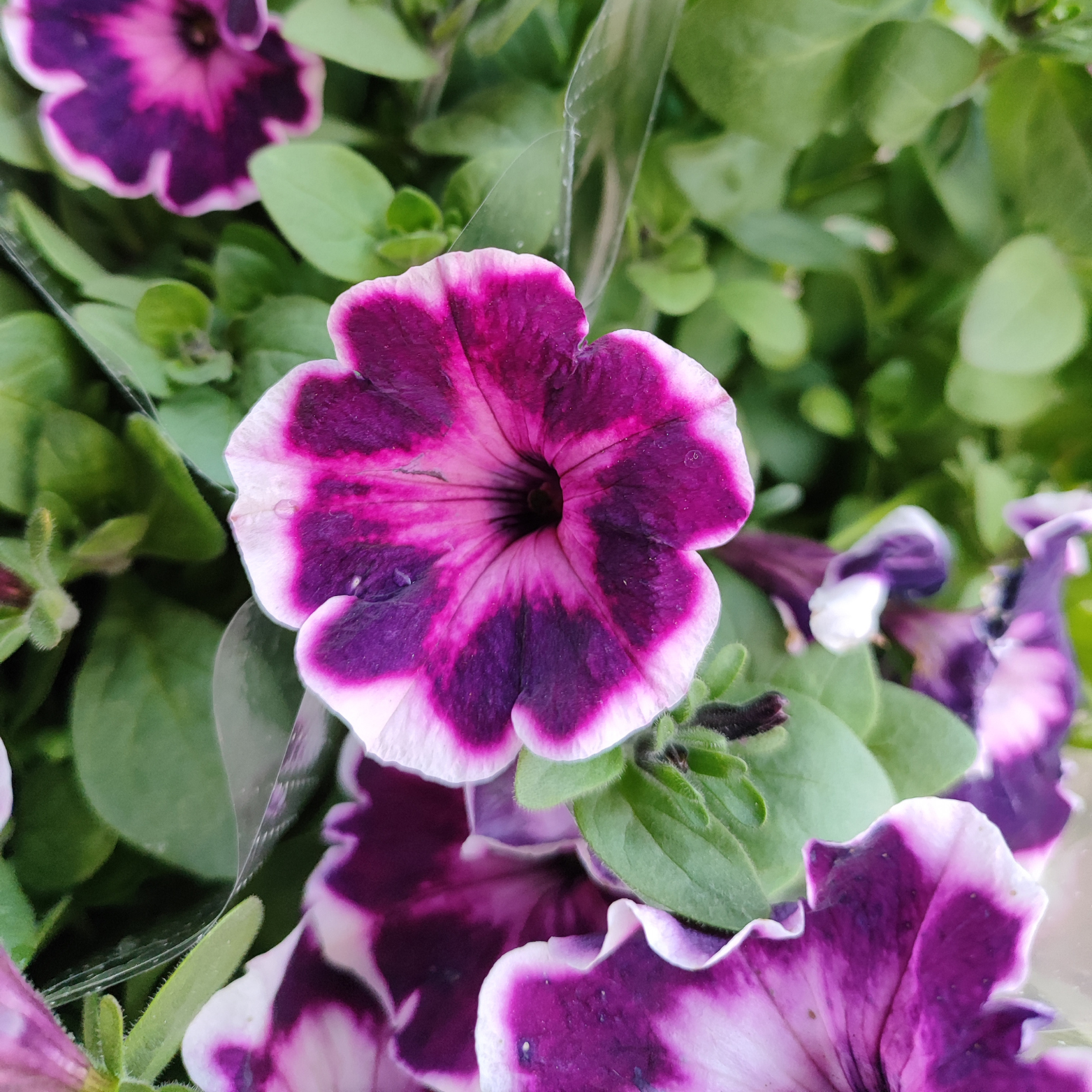 PETUNIA Petunia zwisająca, Surfinia