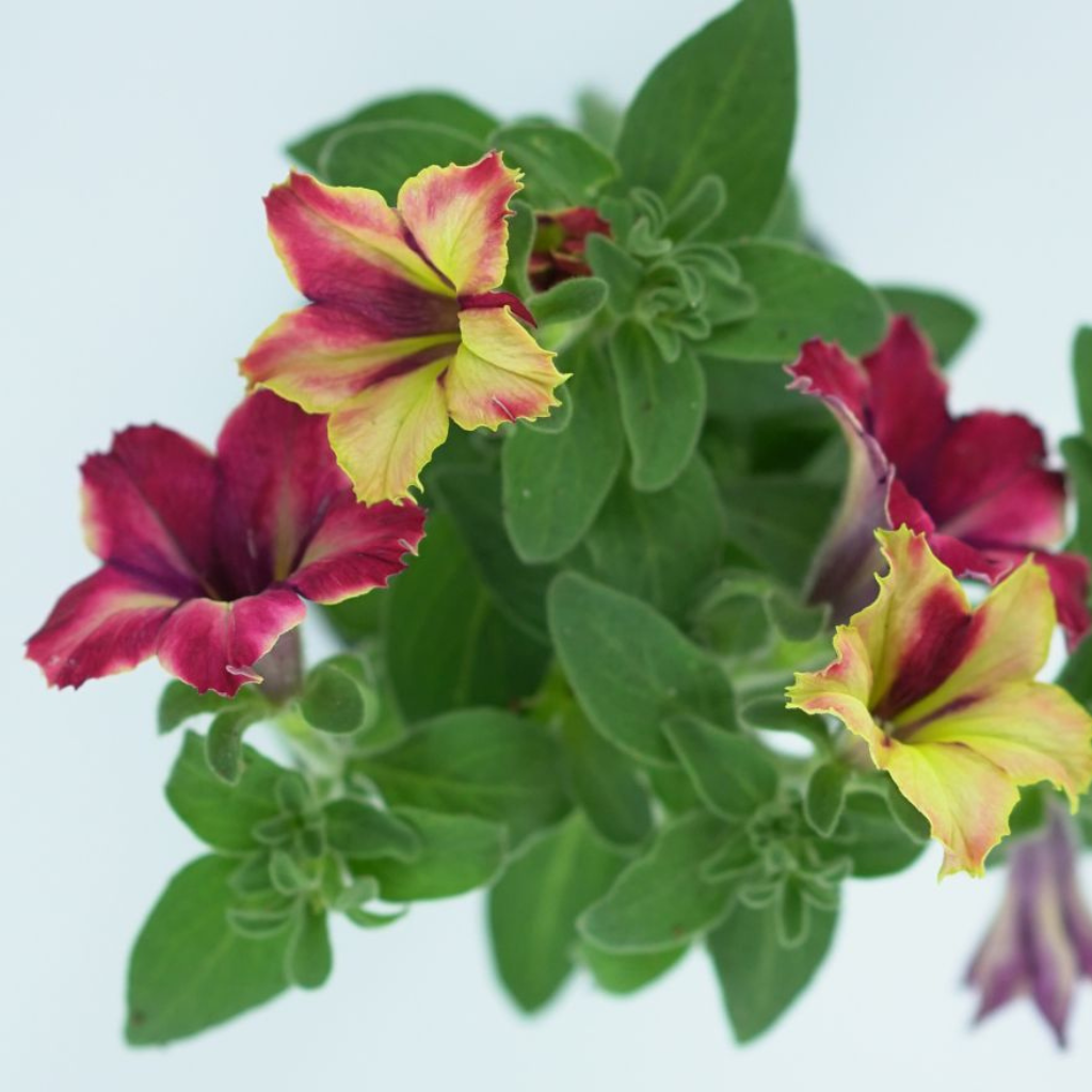 PETUNIA CRAZYTUNIA Petunia zwisająca