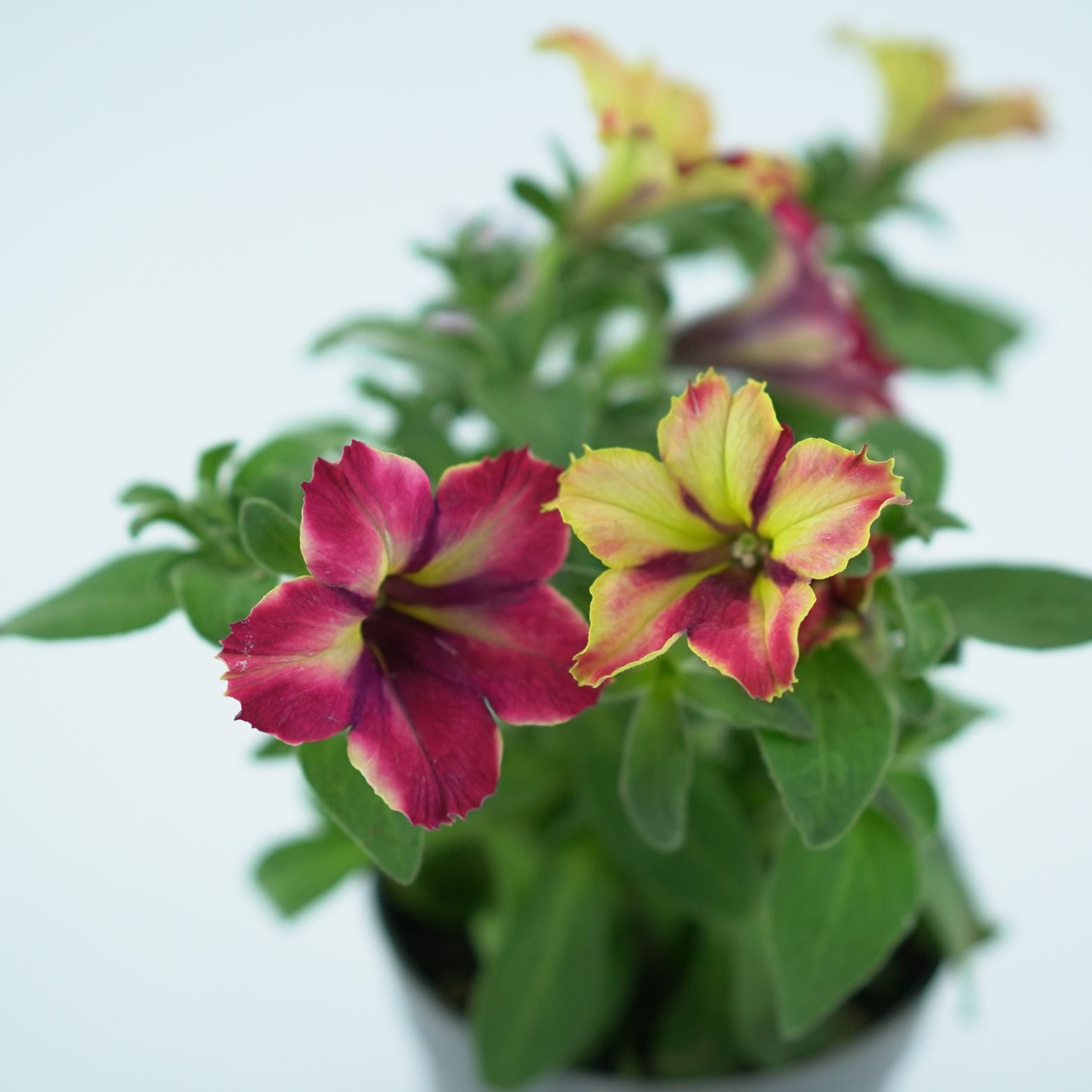 PETUNIA CRAZYTUNIA Petunia zwisająca