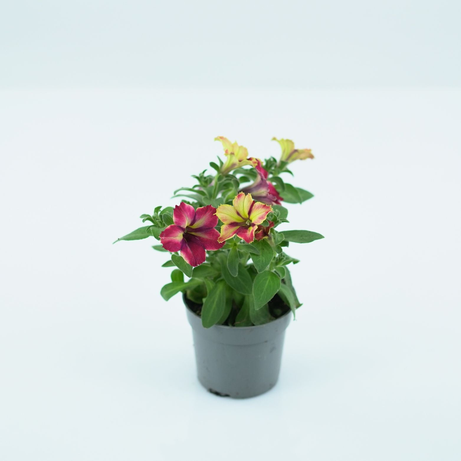 PETUNIA CRAZYTUNIA Petunia zwisająca