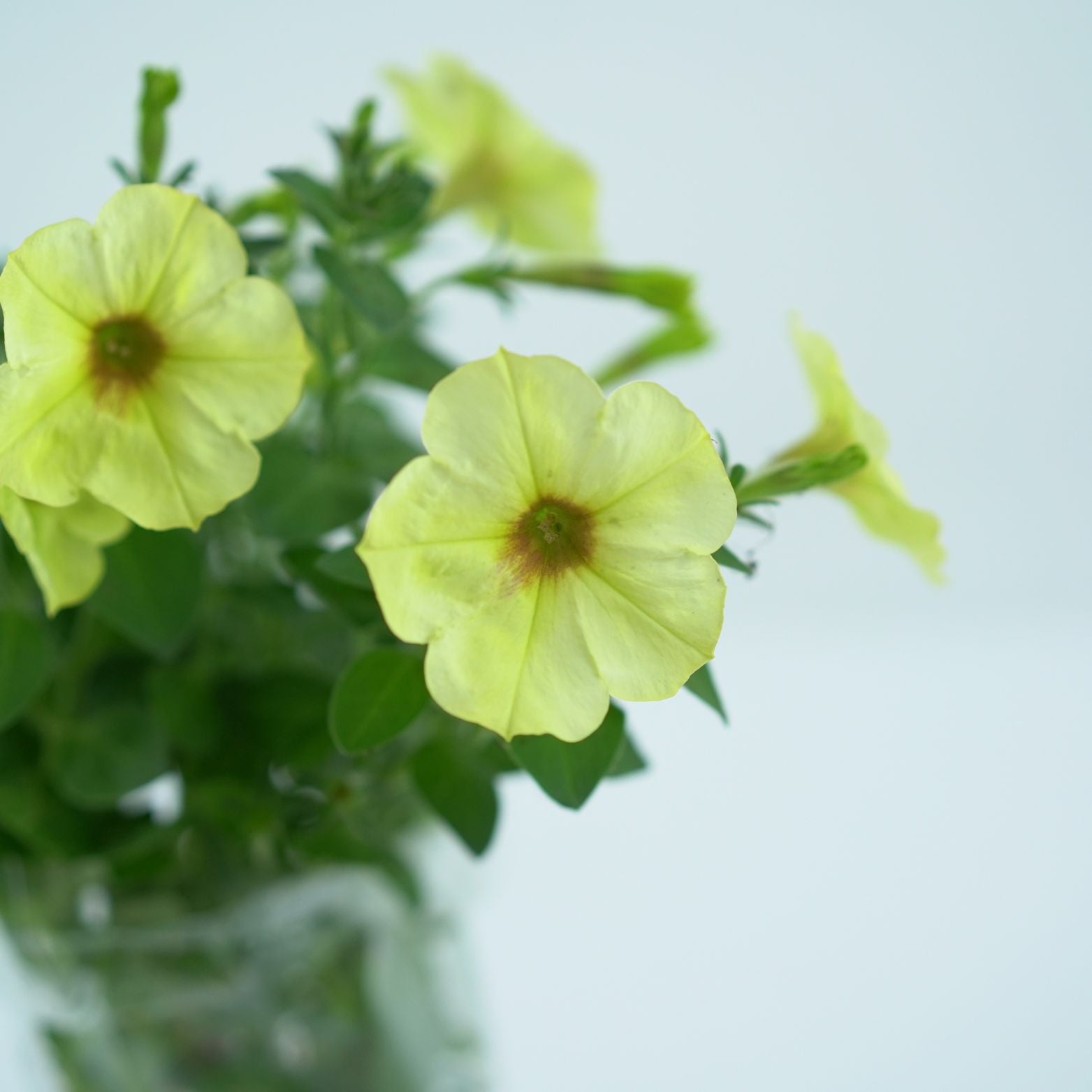 PETUNIA Petunia zwisająca, surfinia