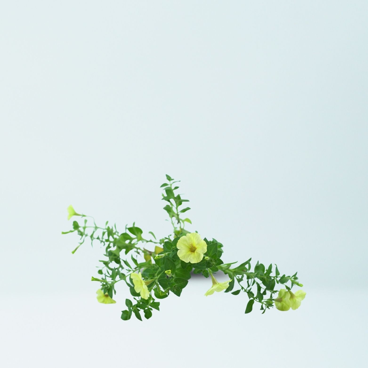 PETUNIA Petunia zwisająca, surfinia