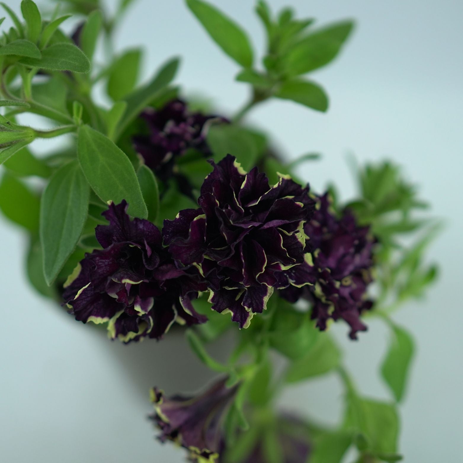 PETUNIA 'TUMBELINA' Petunia zwisająca