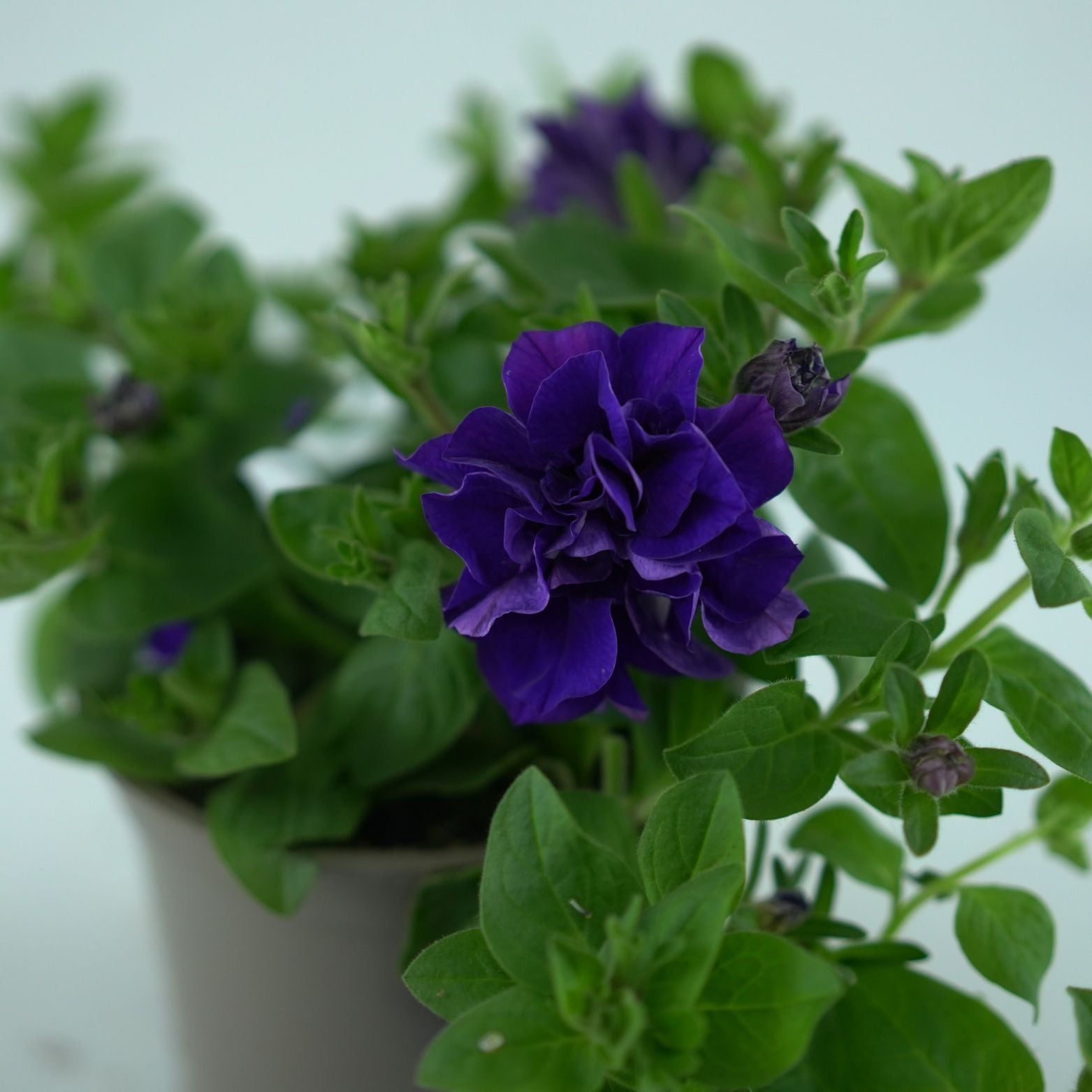 PETUNIA 'TUMBELINA' Petunia zwisająca