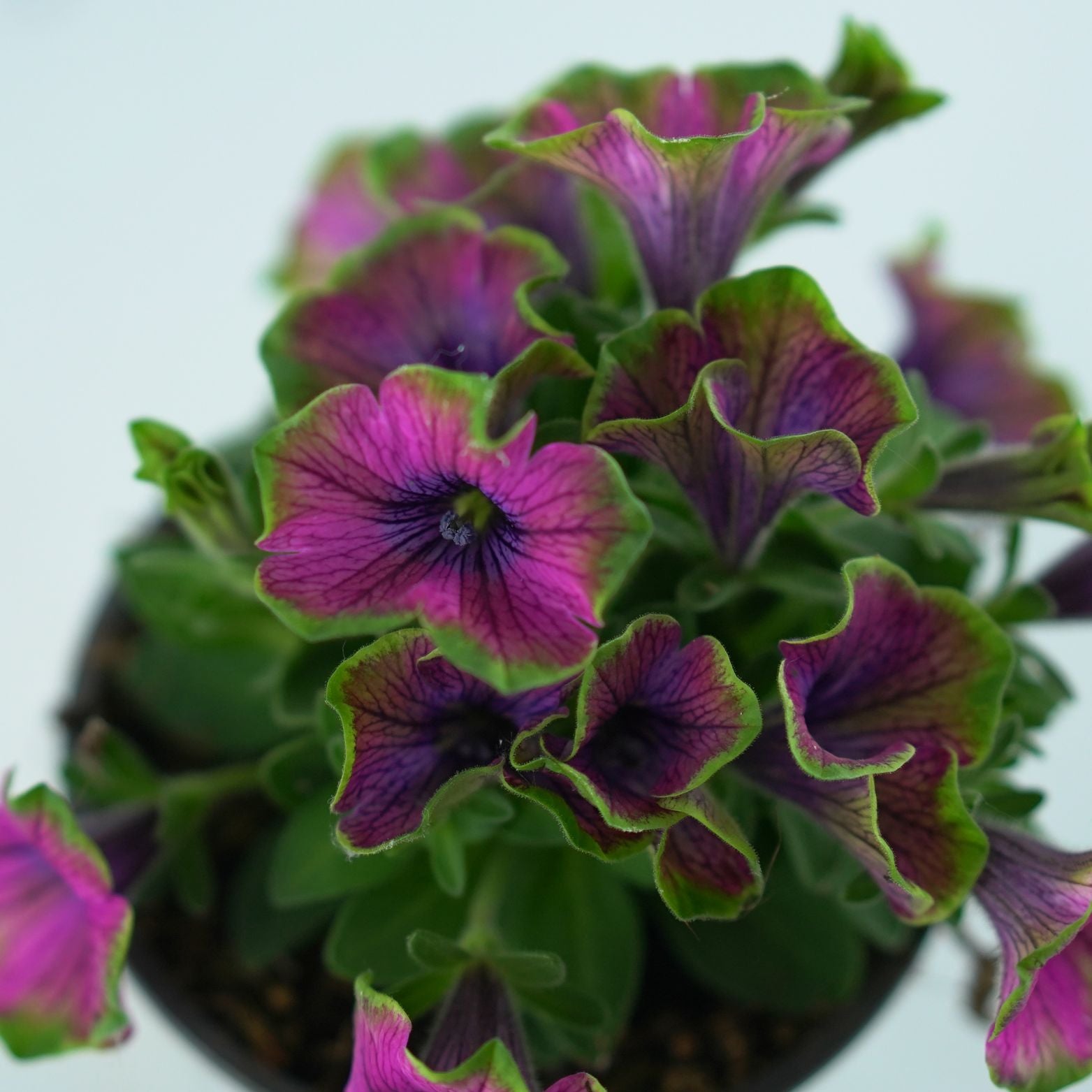 PETUNIA 'VERANDA' Petunia zwisająca wiele kolorów