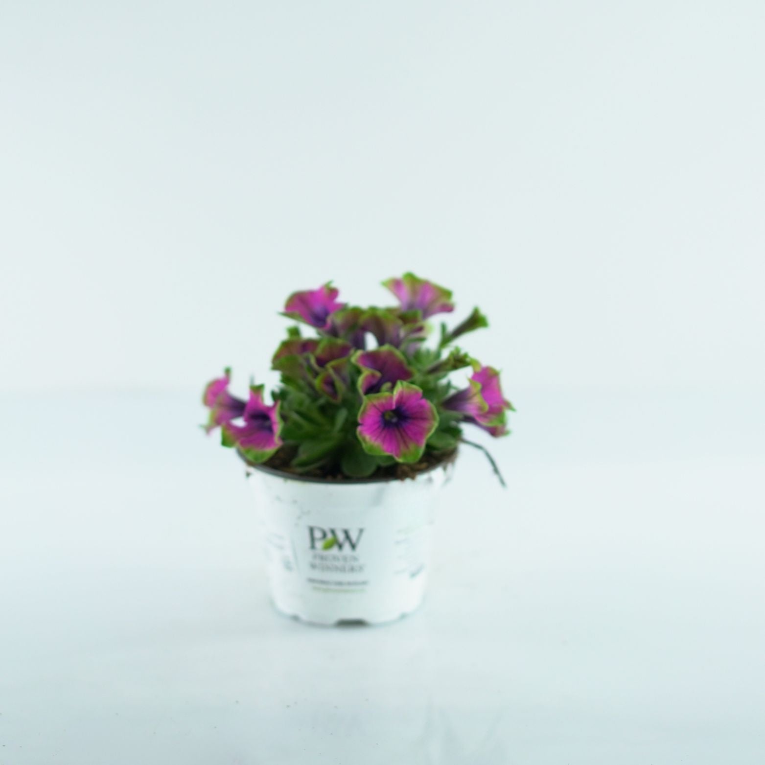 PETUNIA 'VERANDA' Petunia zwisająca wiele kolorów