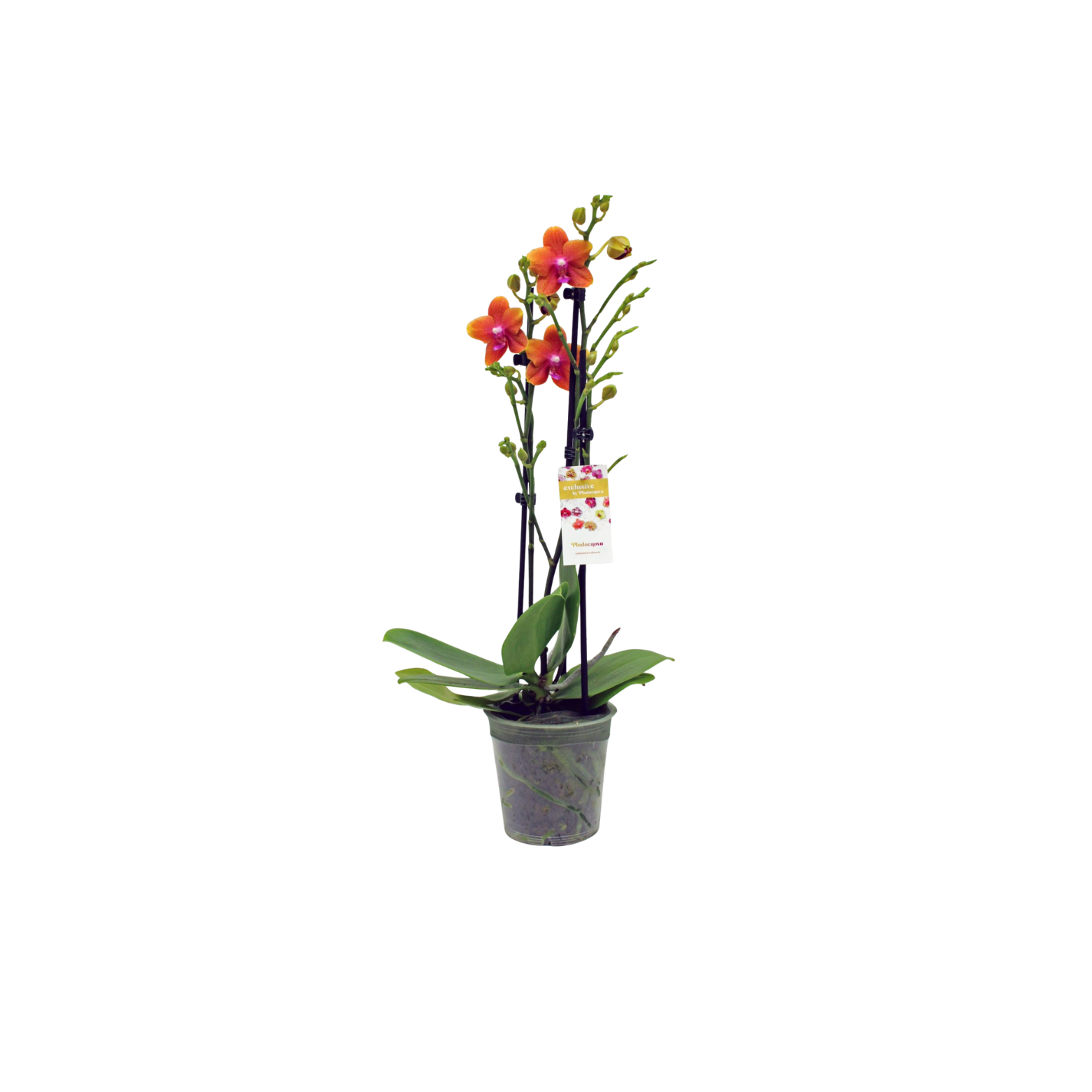 PHALAENOPSIS 'ORANGE' Storczyk