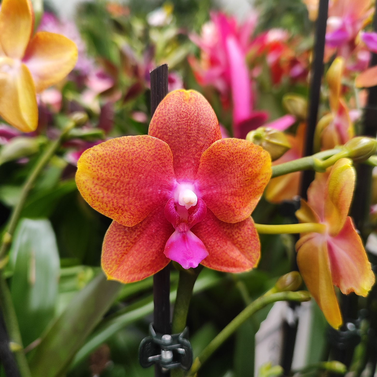 PHALAENOPSIS 'ORANGE' Storczyk