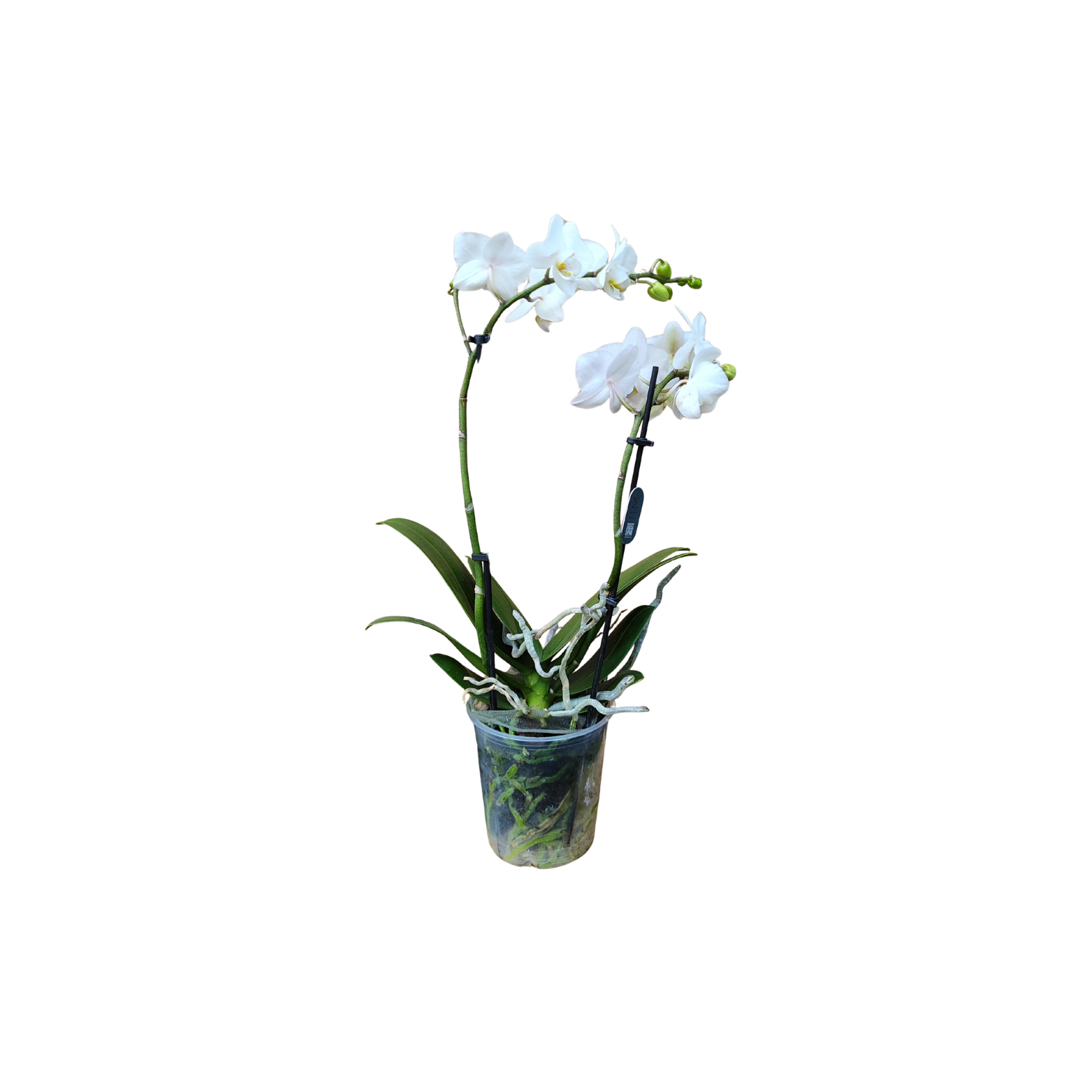 PHALAENOPSIS 'MULTIFLORATYPES WHITE' Storczyk