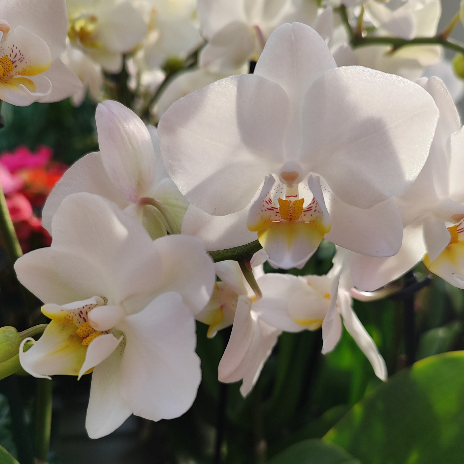 PHALAENOPSIS 'MULTIFLORATYPES WHITE' Storczyk