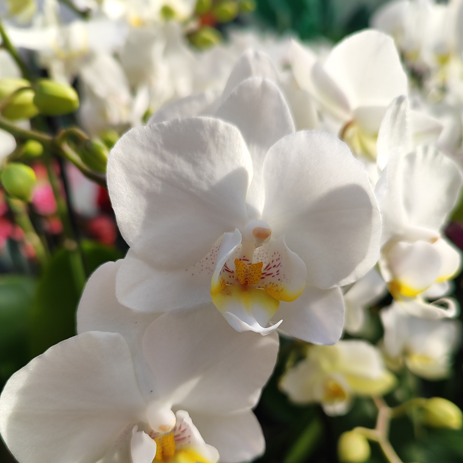 PHALAENOPSIS 'MULTIFLORATYPES WHITE' Storczyk