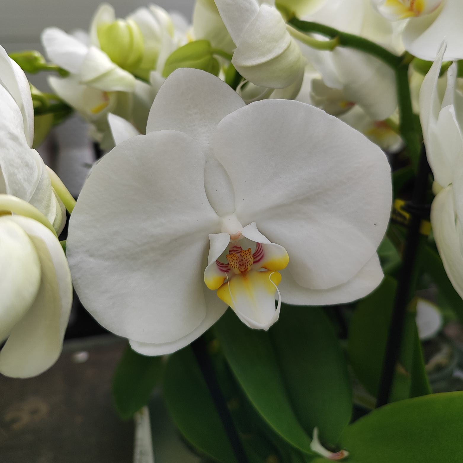 PHALAENOPSIS 'WHITE TABLO CHAMPAGNE' Storczyk