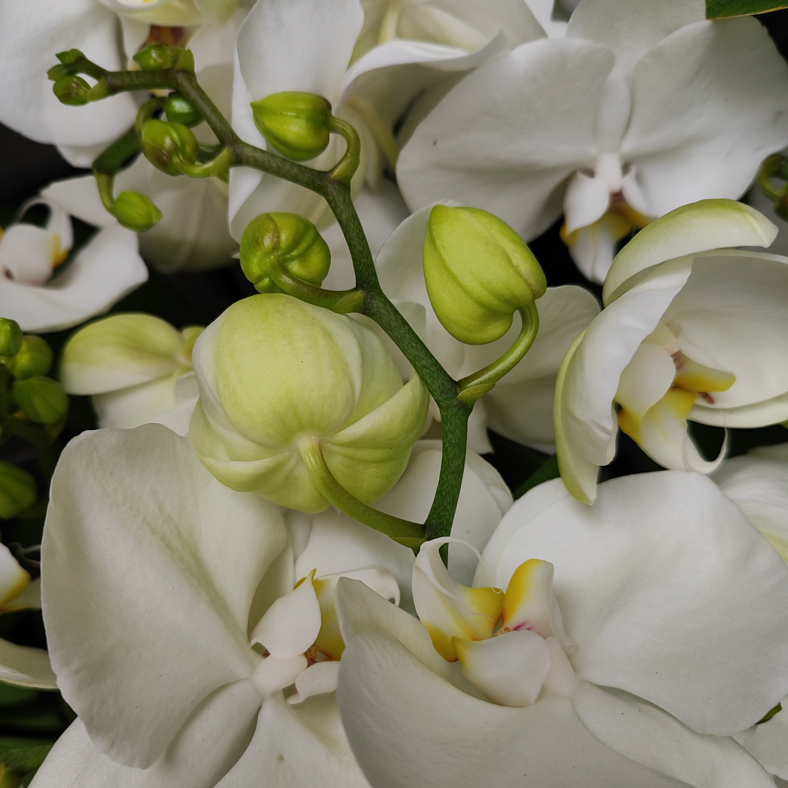 PHALAENOPSIS 'WHITE TABLO CHAMPAGNE' Storczyk