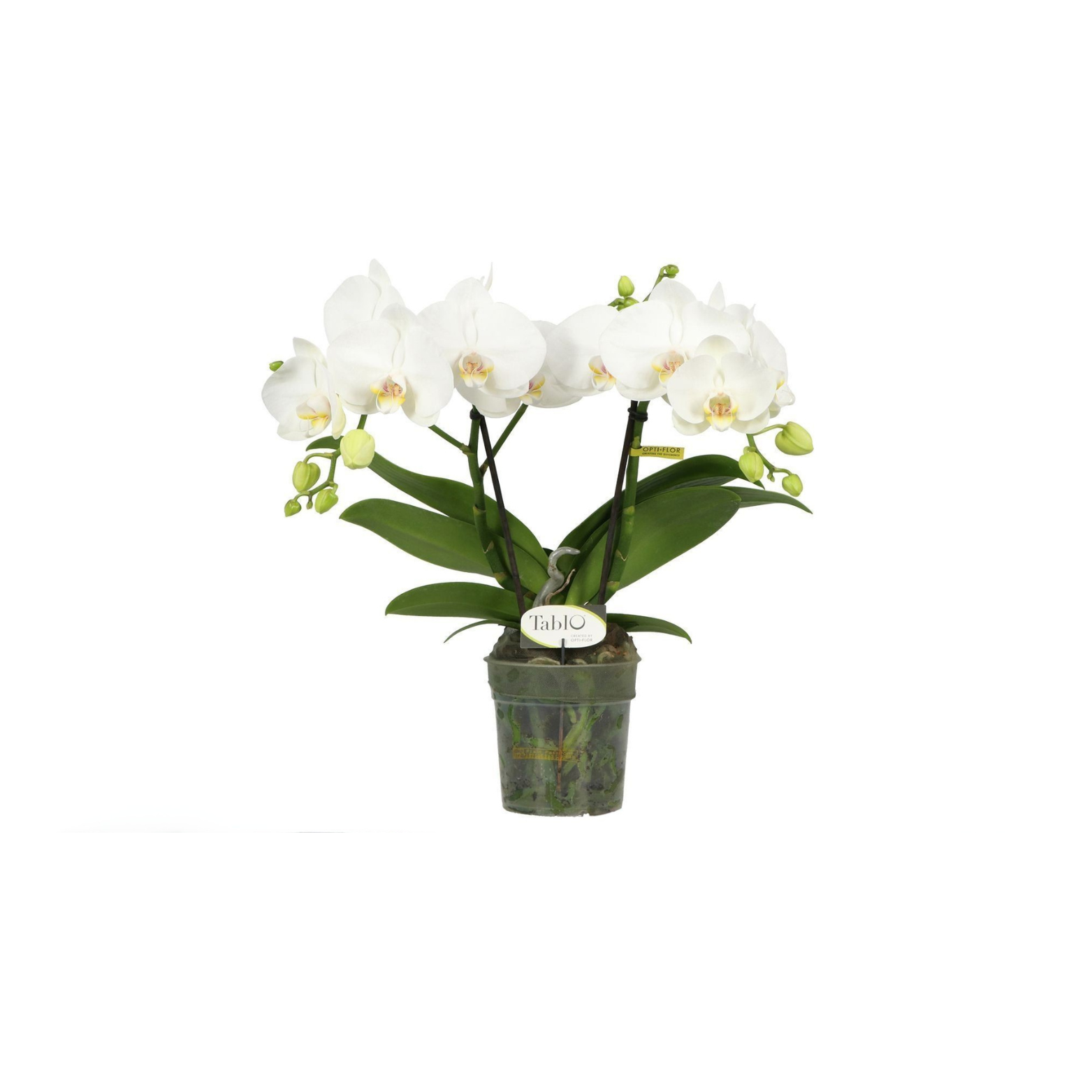 PHALAENOPSIS 'WHITE TABLO CHAMPAGNE' Storczyk