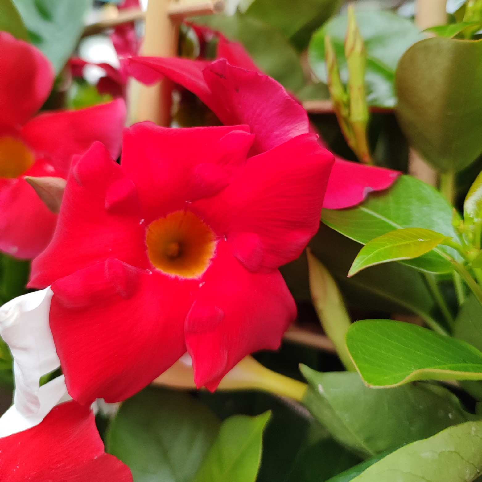 MANDEVILLA DIPLADENIA Mandevilla