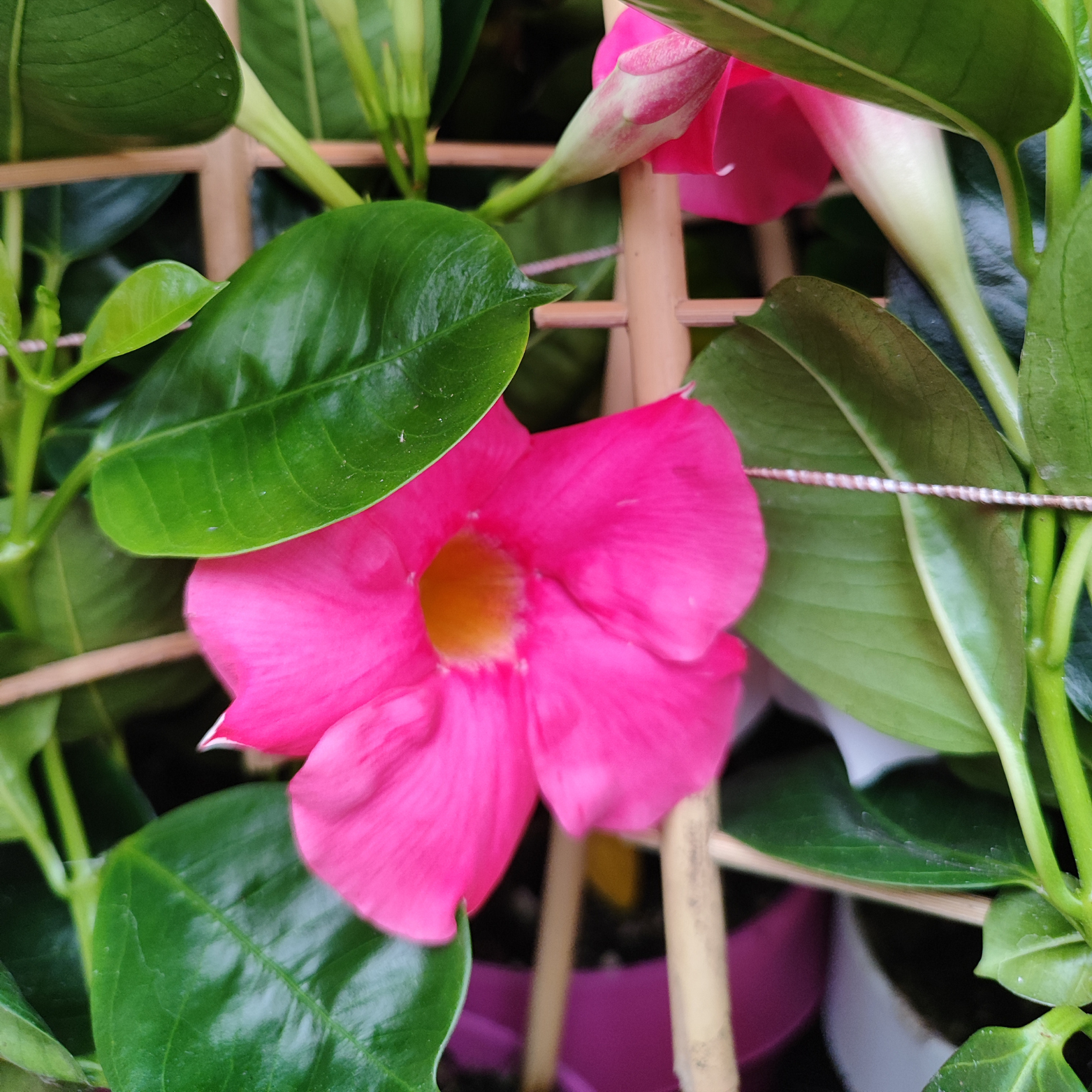MANDEVILLA DIPLADENIA Mandevilla