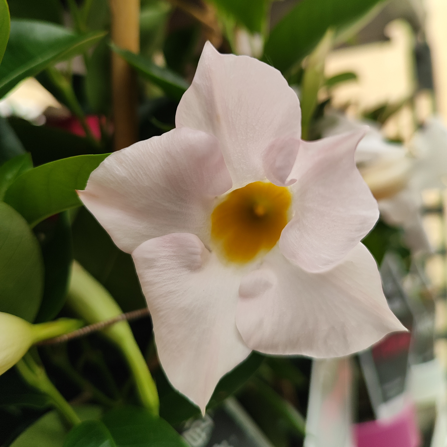MANDEVILLA DIPLADENIA Mandevilla