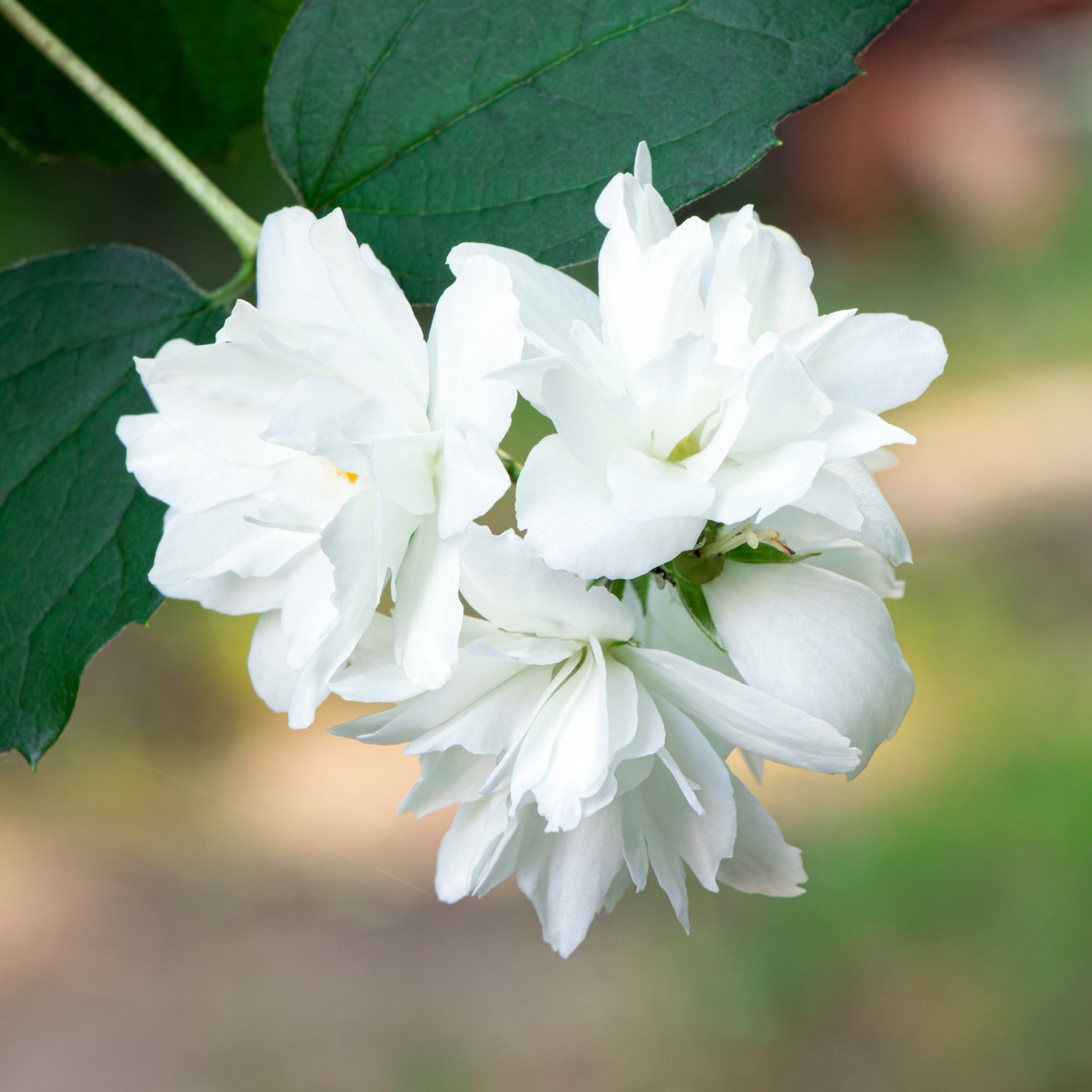 PHILADELPHUS 'PEARLS OF PERFUME' JAŚMINOWIEC WONNY