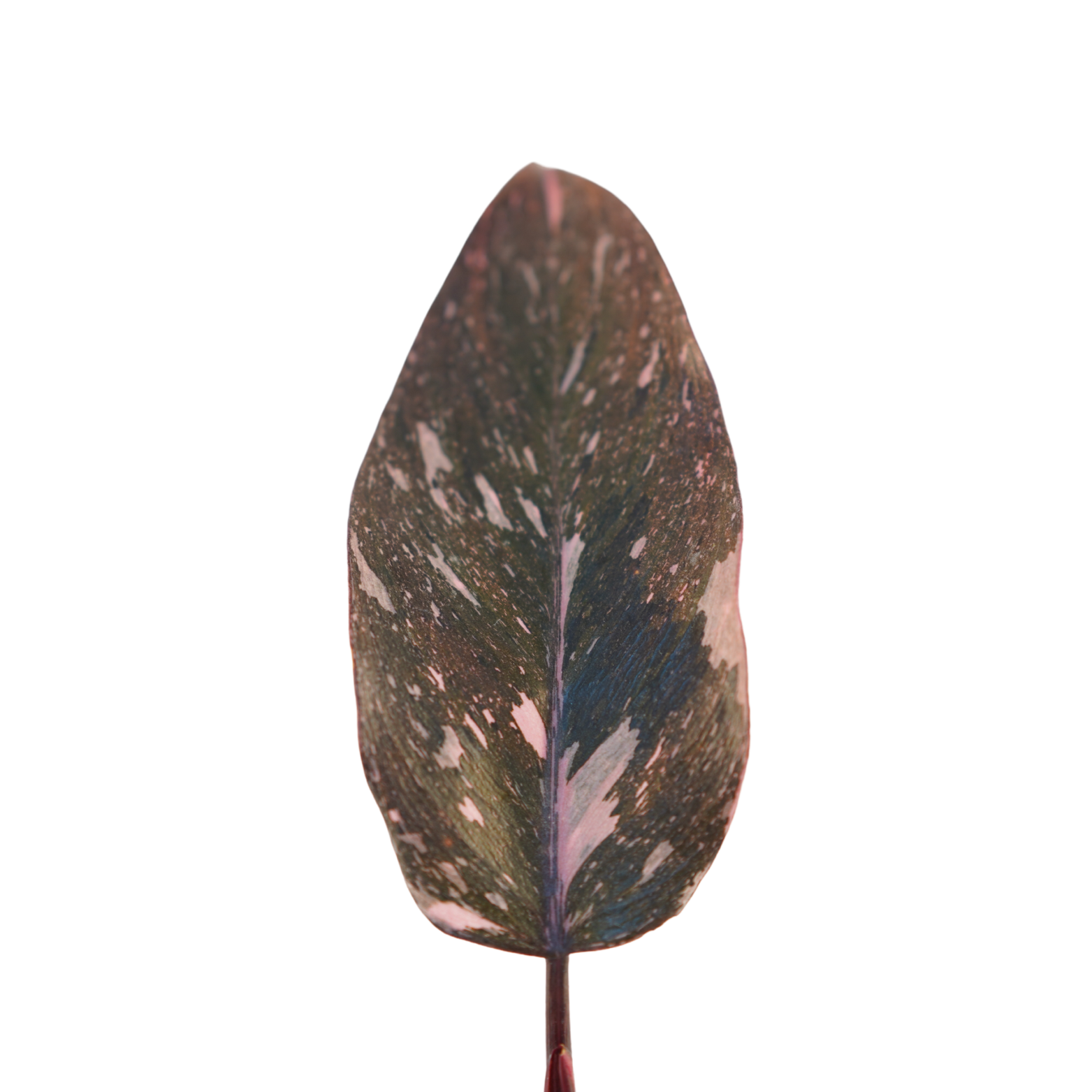 PHILODENDRON 'BURGUNDY PRINCE' Filodendron