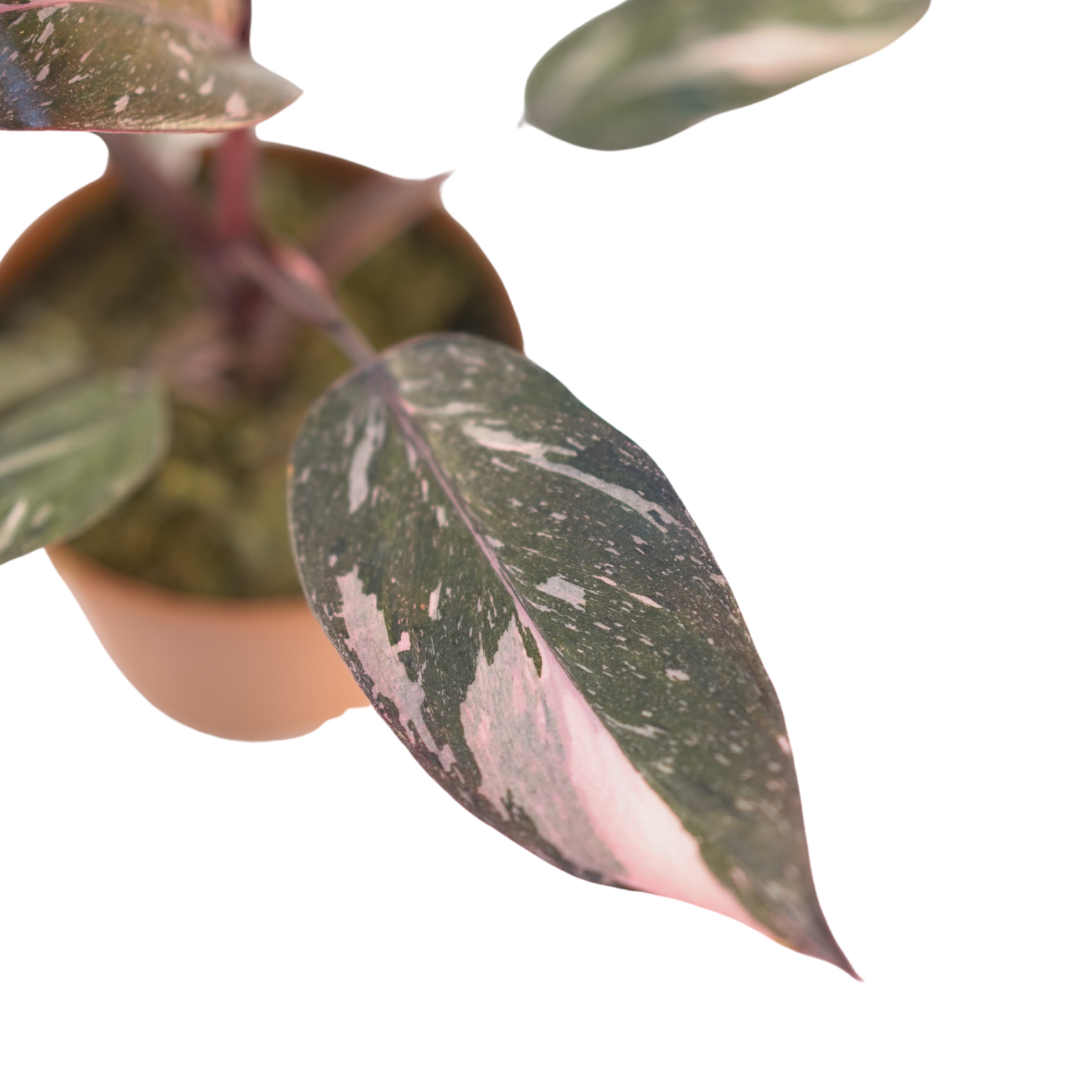 PHILODENDRON 'BURGUNDY PRINCE' Filodendron