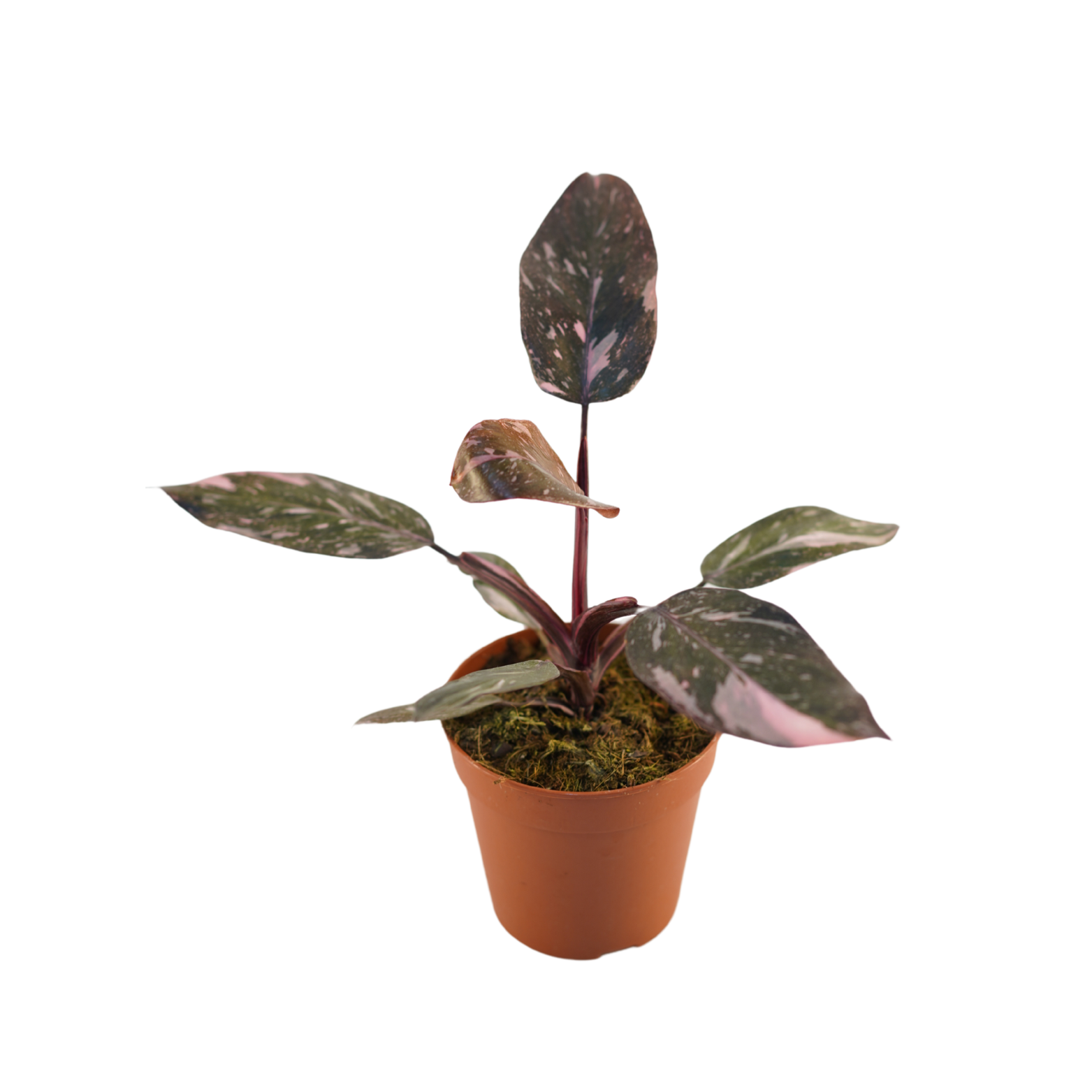 PHILODENDRON 'BURGUNDY PRINCE' Filodendron