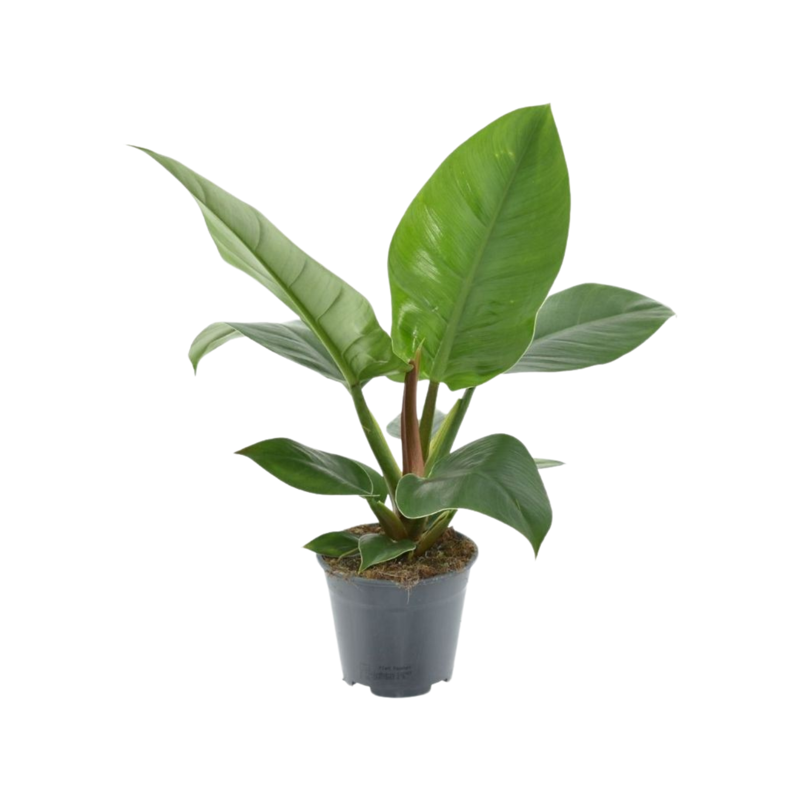 PHILODENDRON 'IMPERIAL GREEN' Filodendron