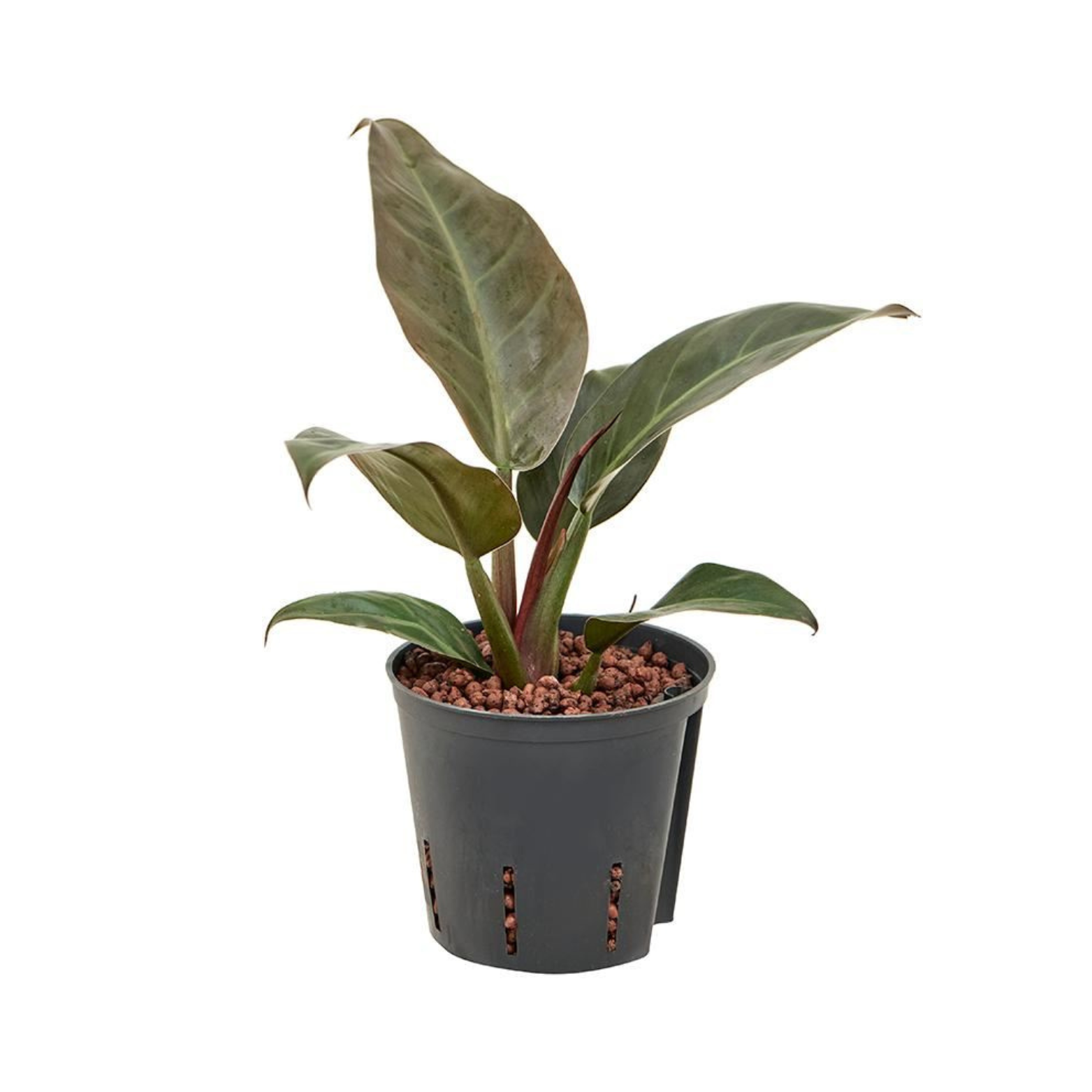 PHILODENDRON 'IMPERIAL RED' Filodendron