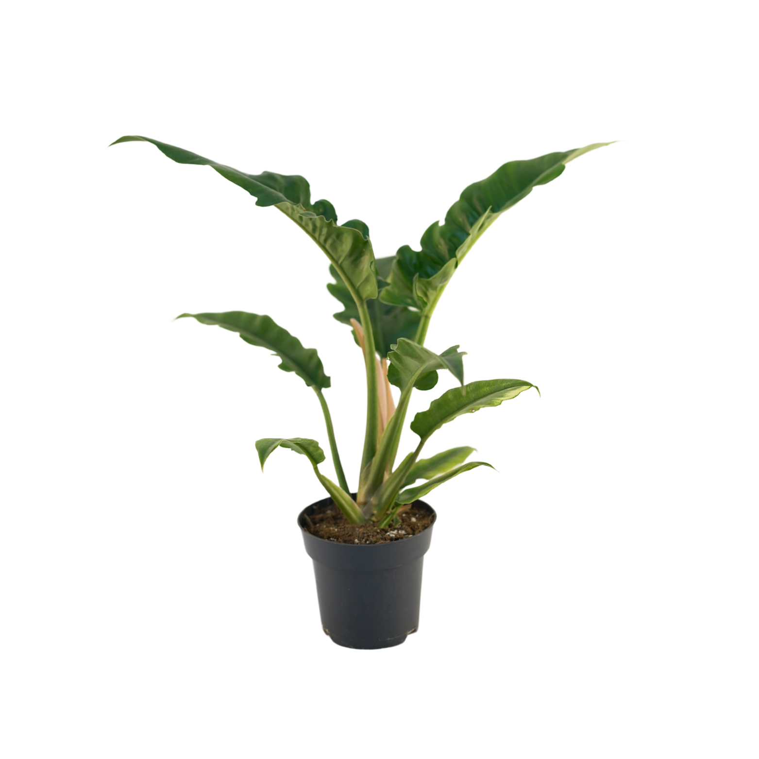 PHILODENDRON 'NARROW ESCAPE' Filodendron