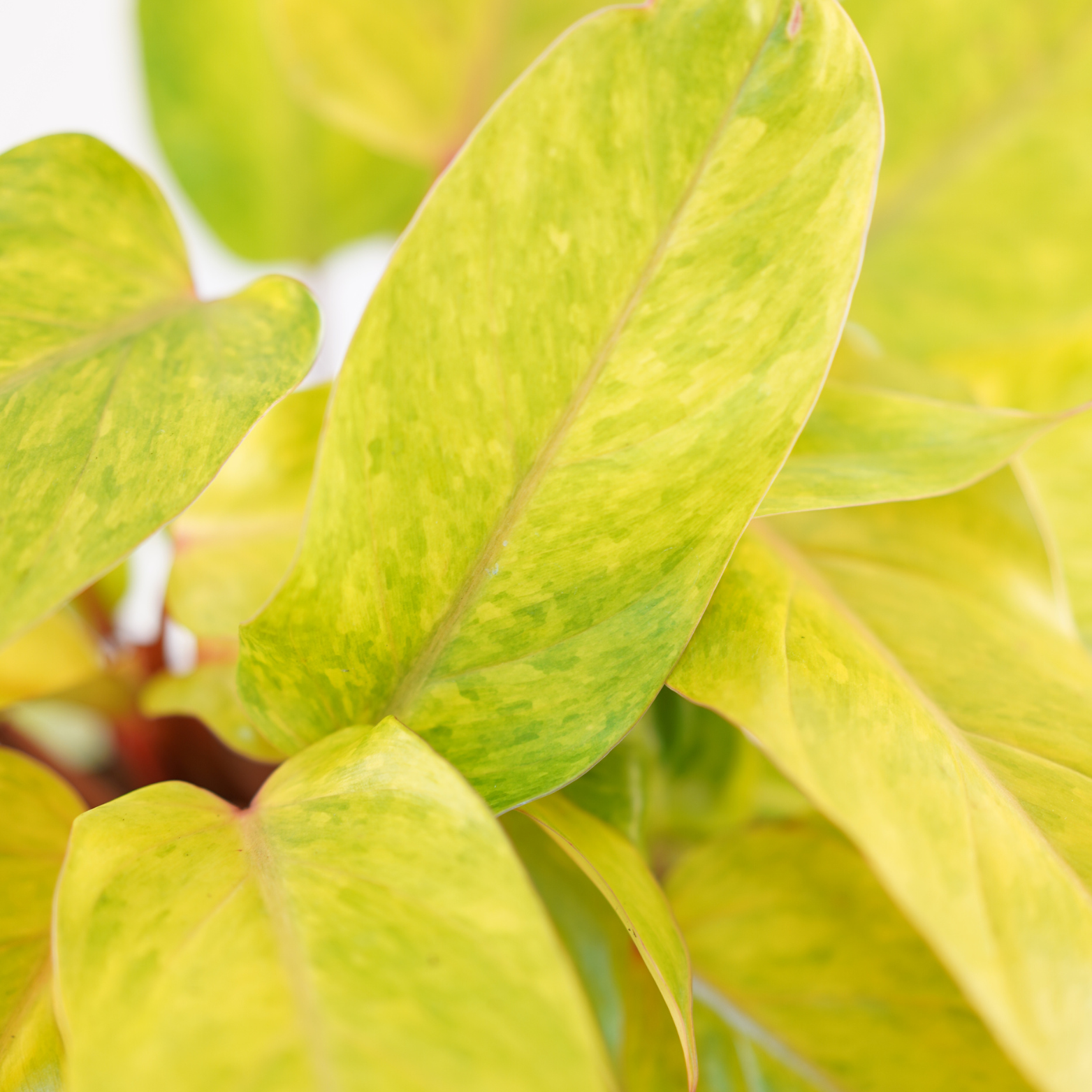 PHILODENDRON 'PAINTED LADY' Filodendron